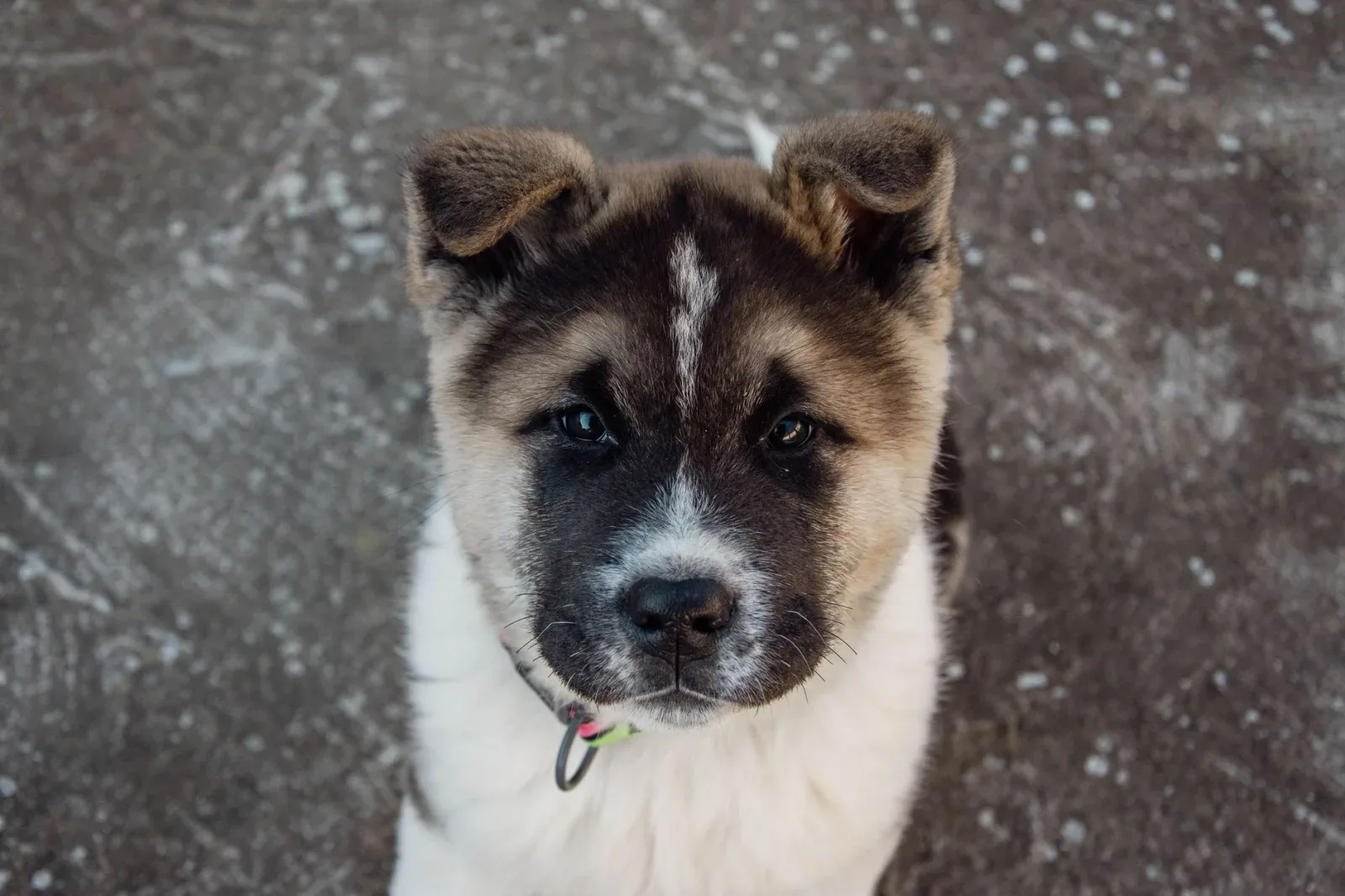 Akita