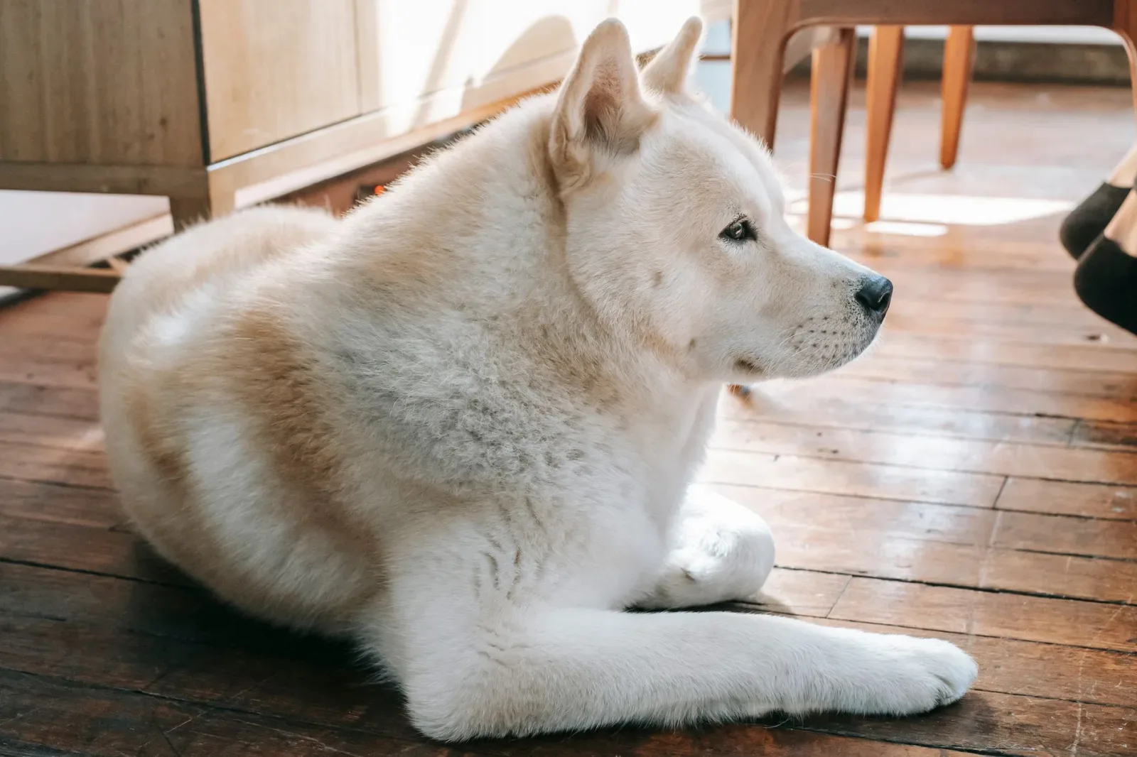 Akita 10
