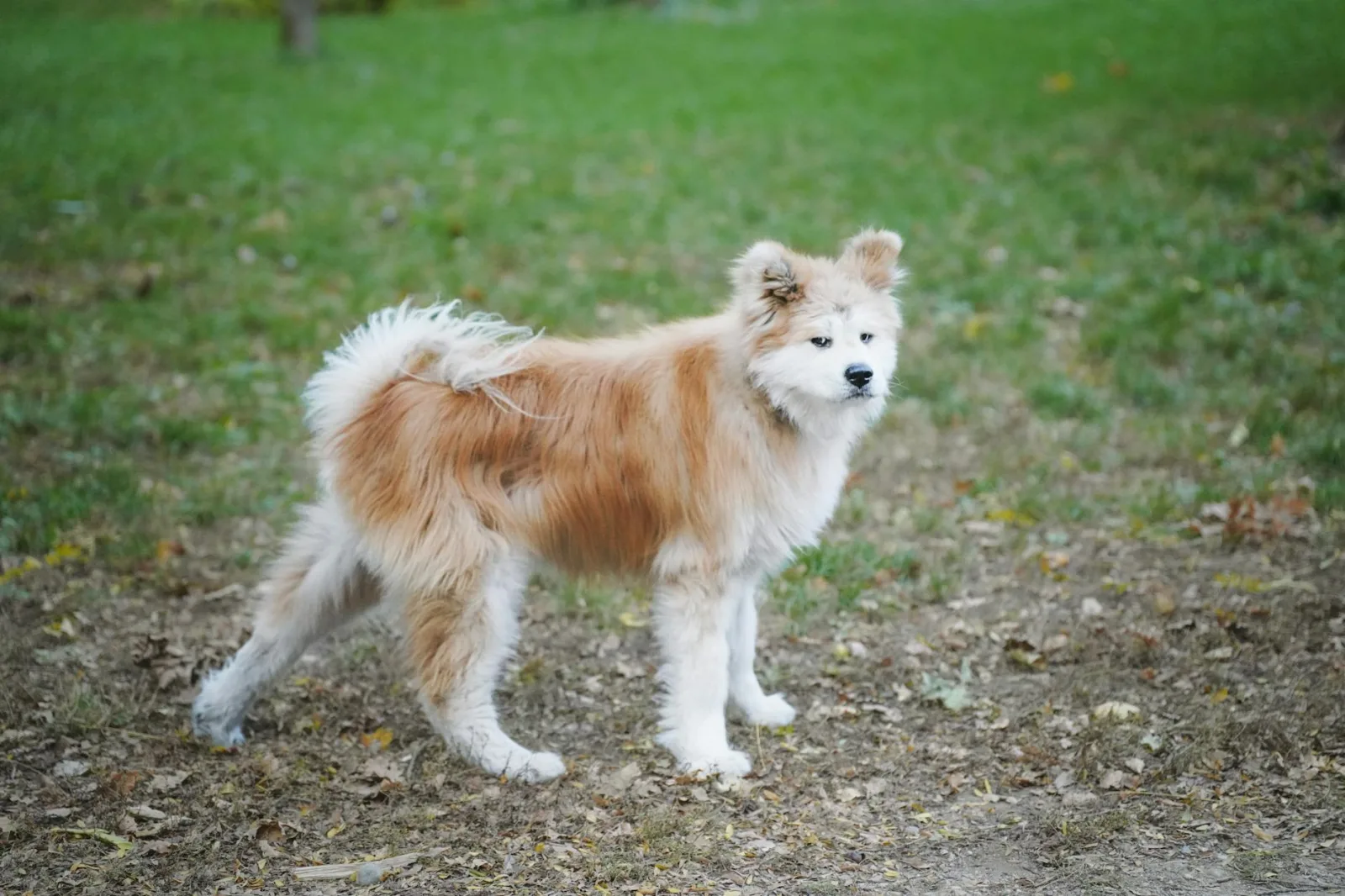 Akita 3
