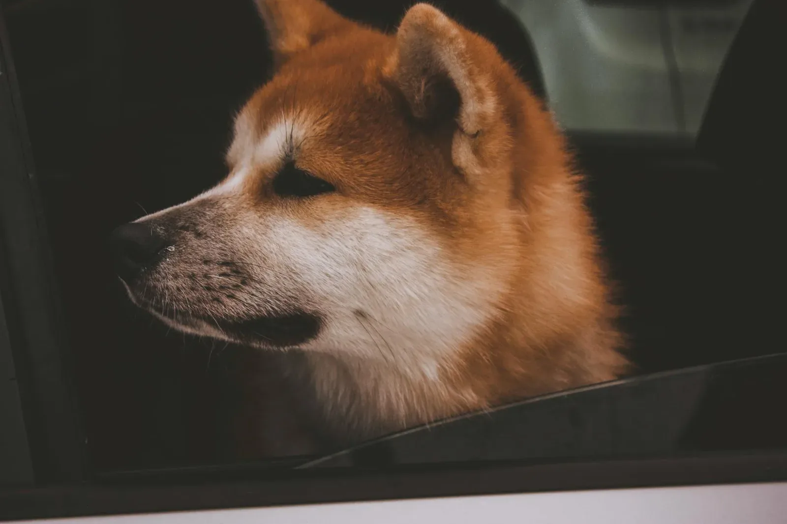 Akita 5