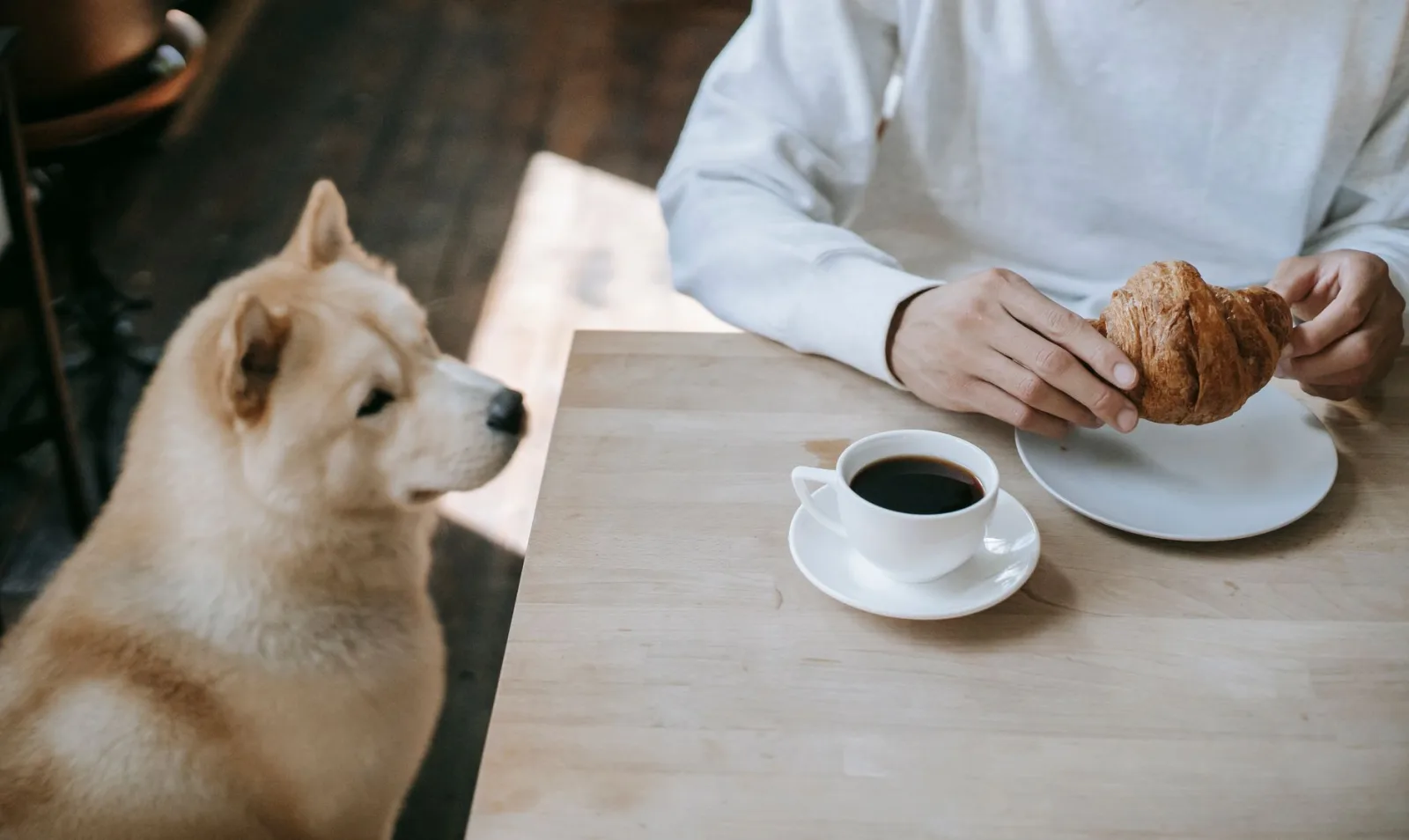 Akita 6