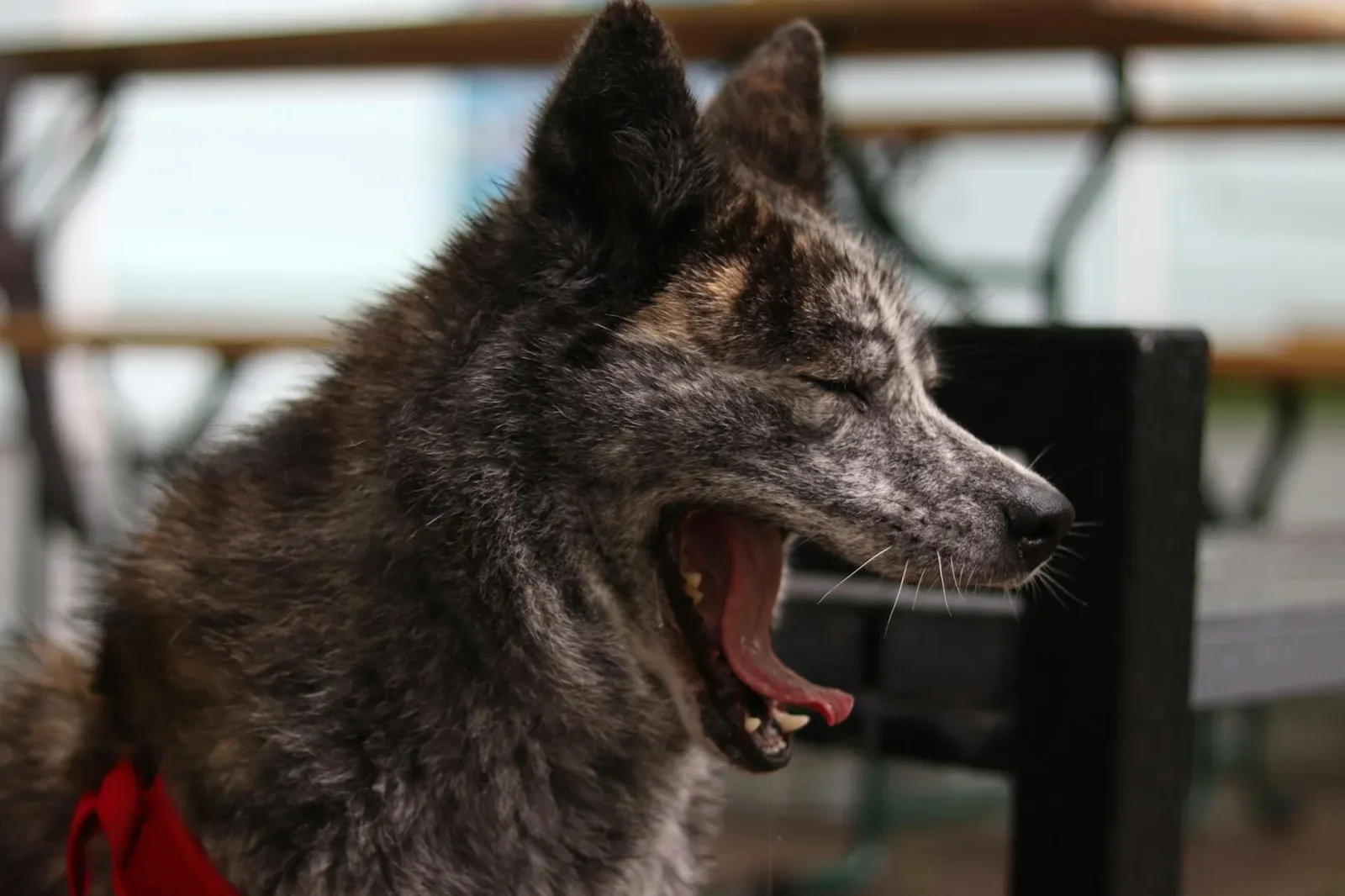 Akita 7