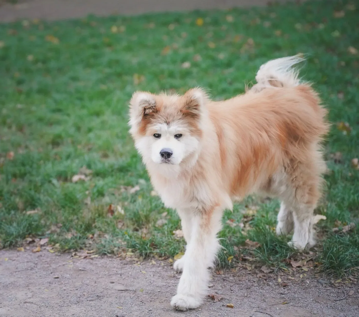 Akita 8