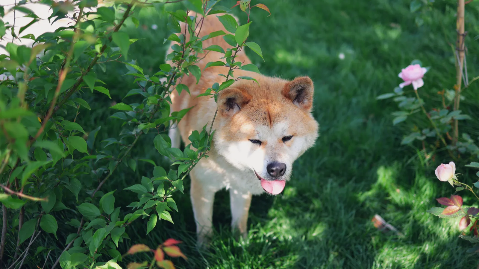 Akita 9