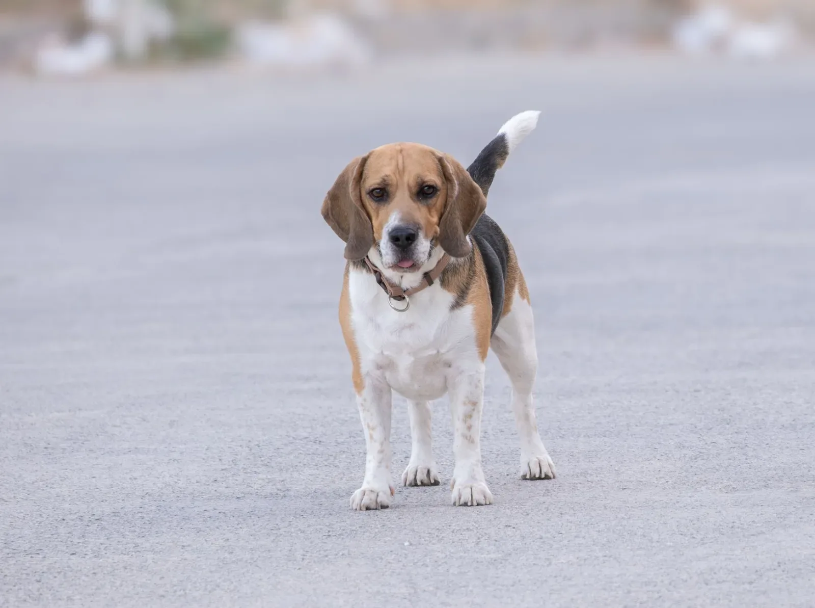 Beagle 3
