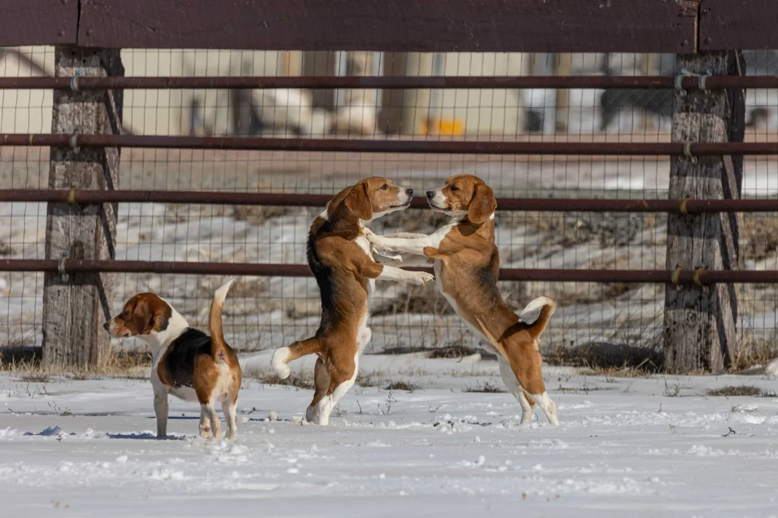 Beagle 4