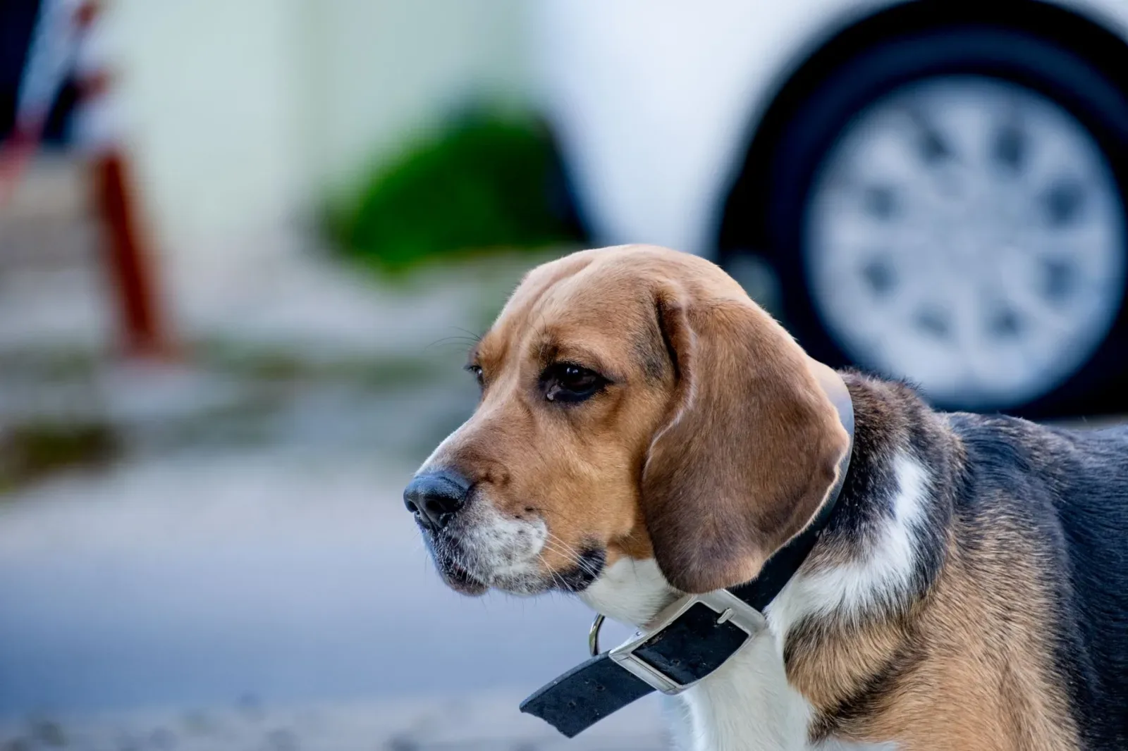 Beagle 5