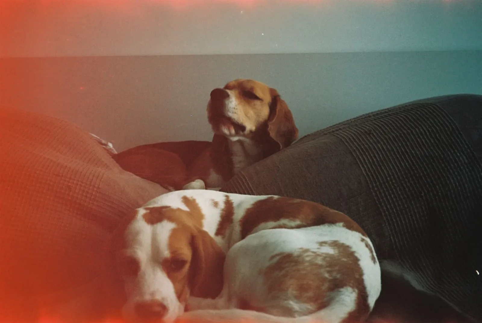 Beagle 6