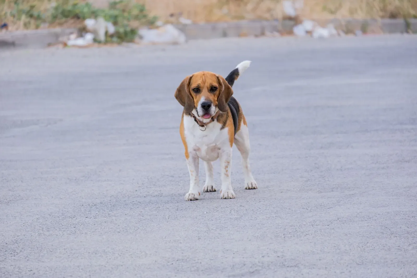Beagle 7