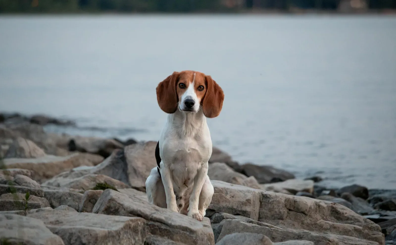 Beagle 8