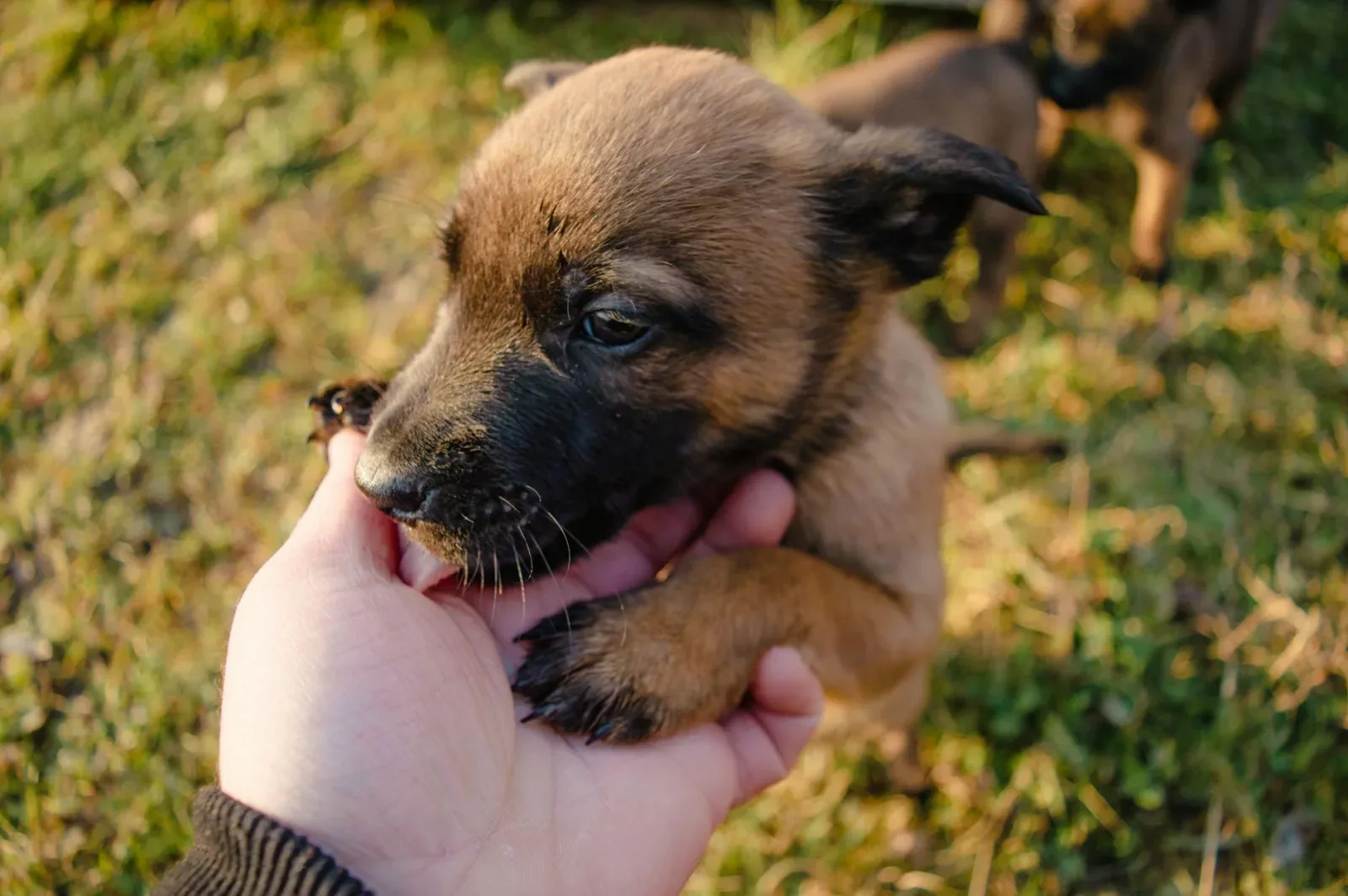 Belgian Malinois 1