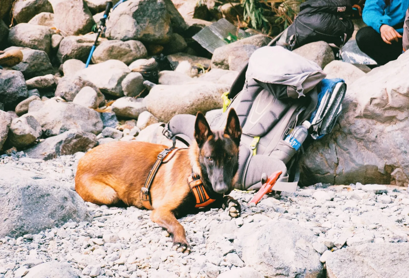 Belgian Malinois 10