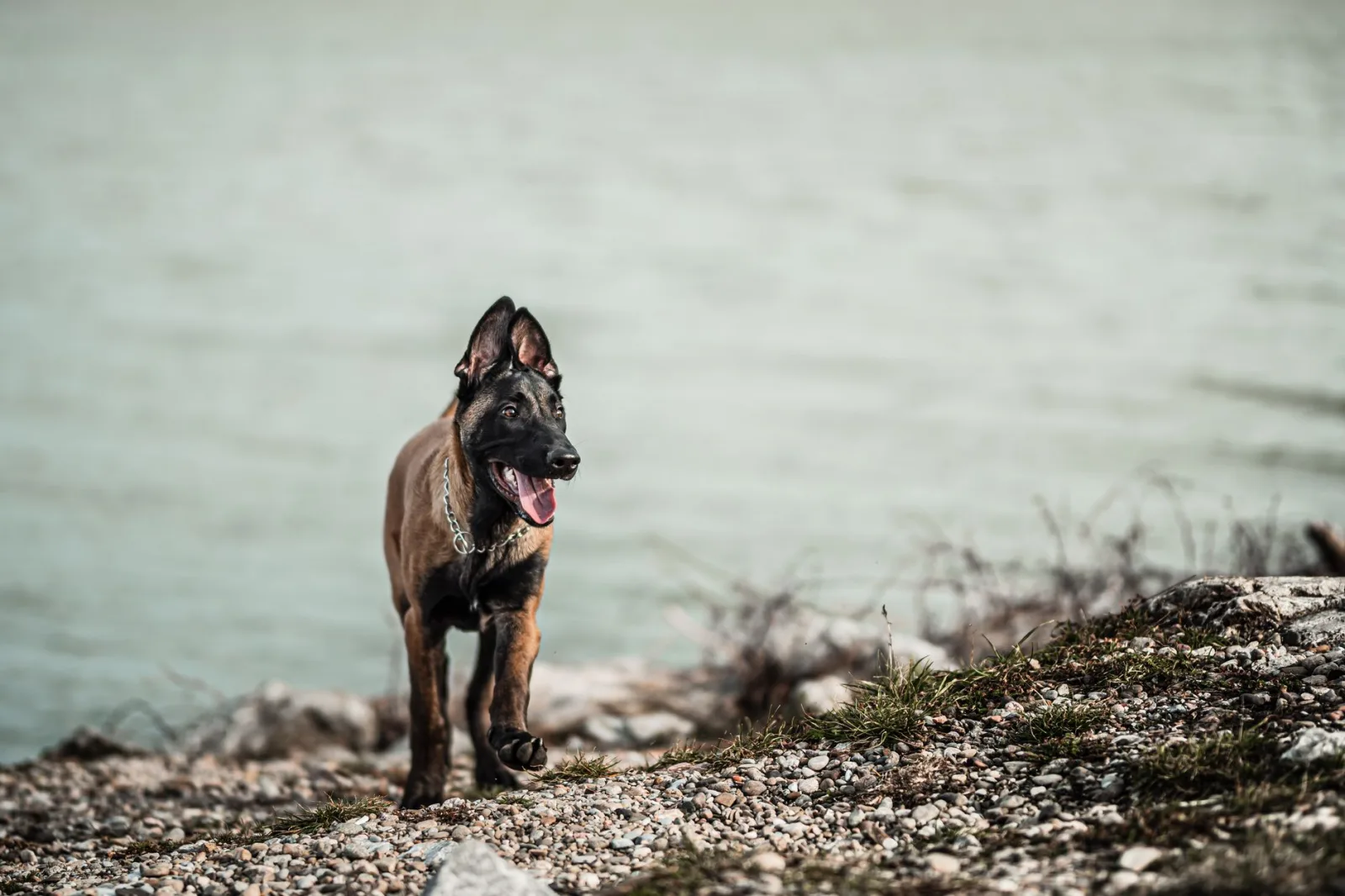 Belgian Malinois 2