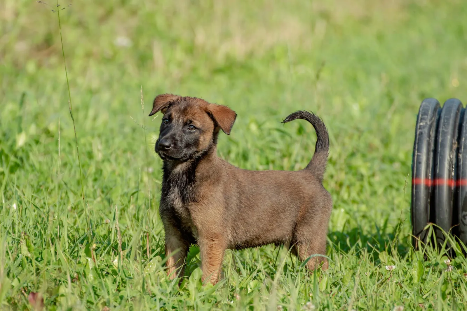 Belgian Malinois 3