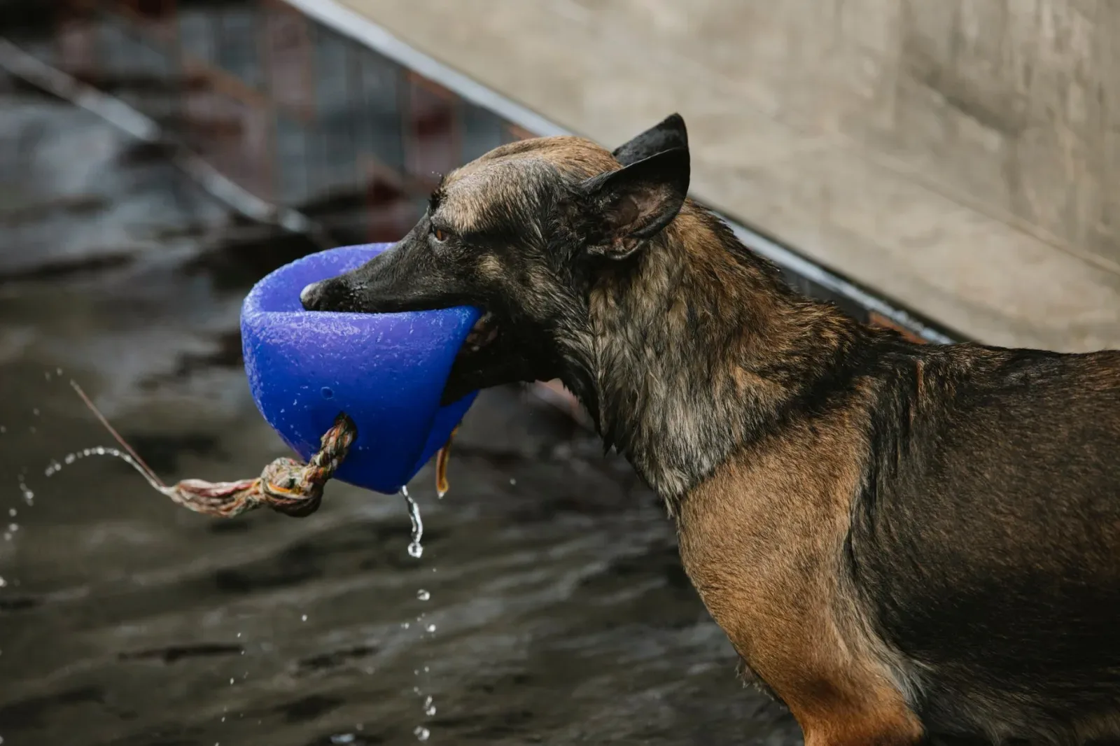 Belgian Malinois 4