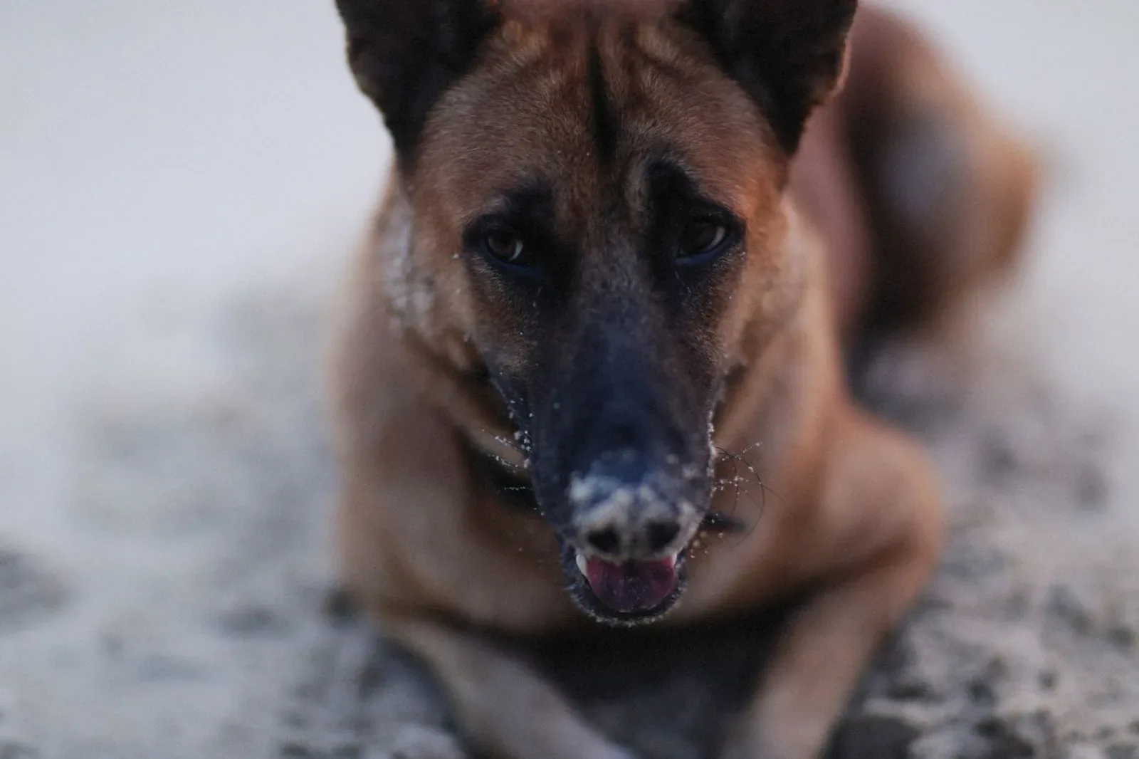 Belgian Malinois 5