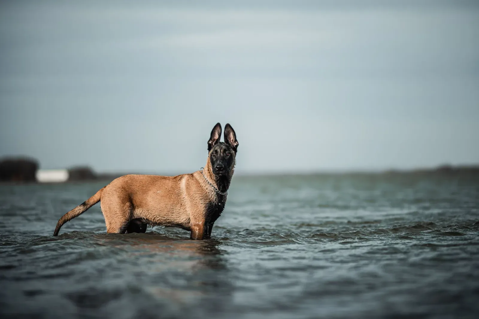 Belgian Malinois 6