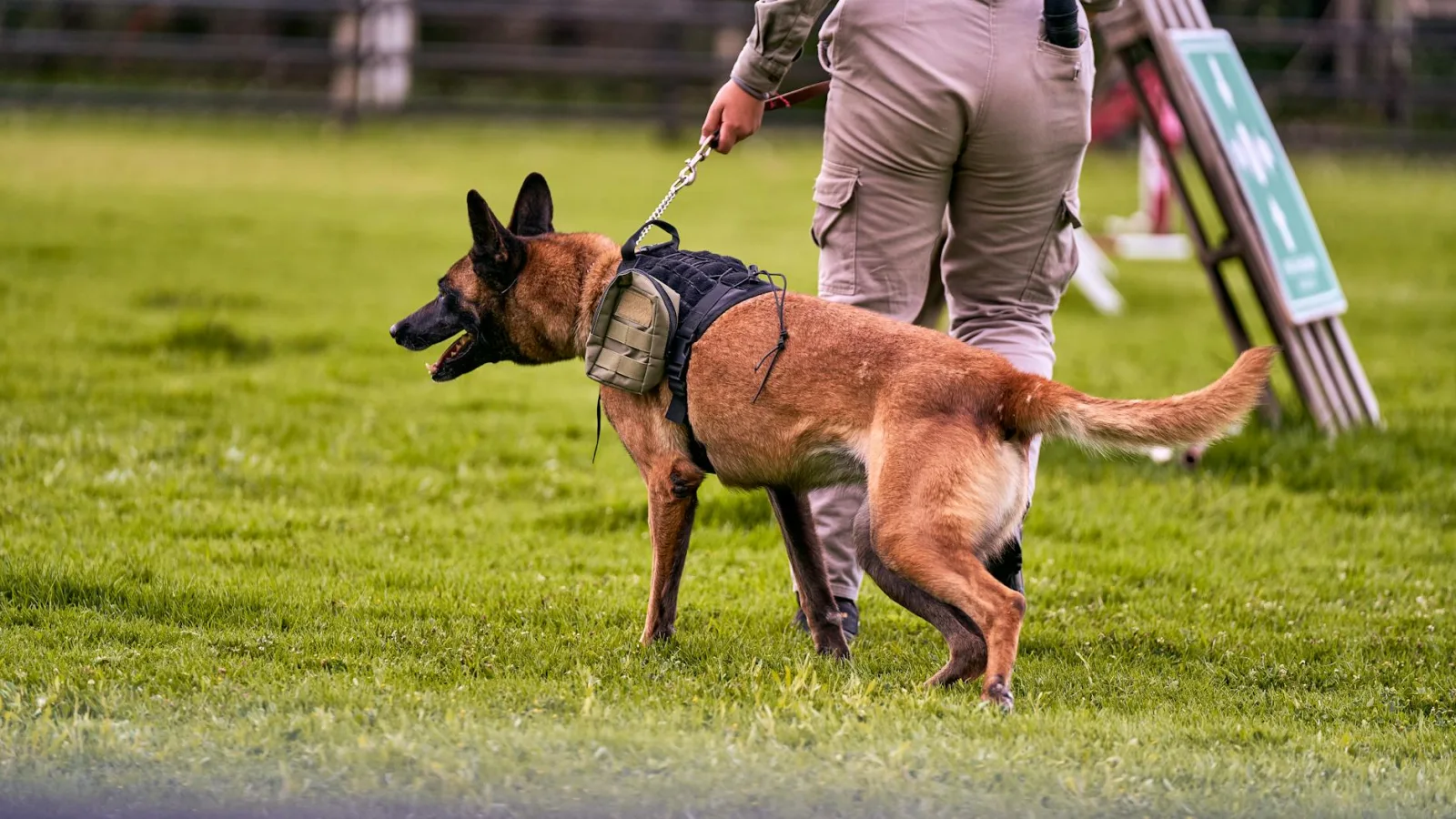 Belgian Malinois 7