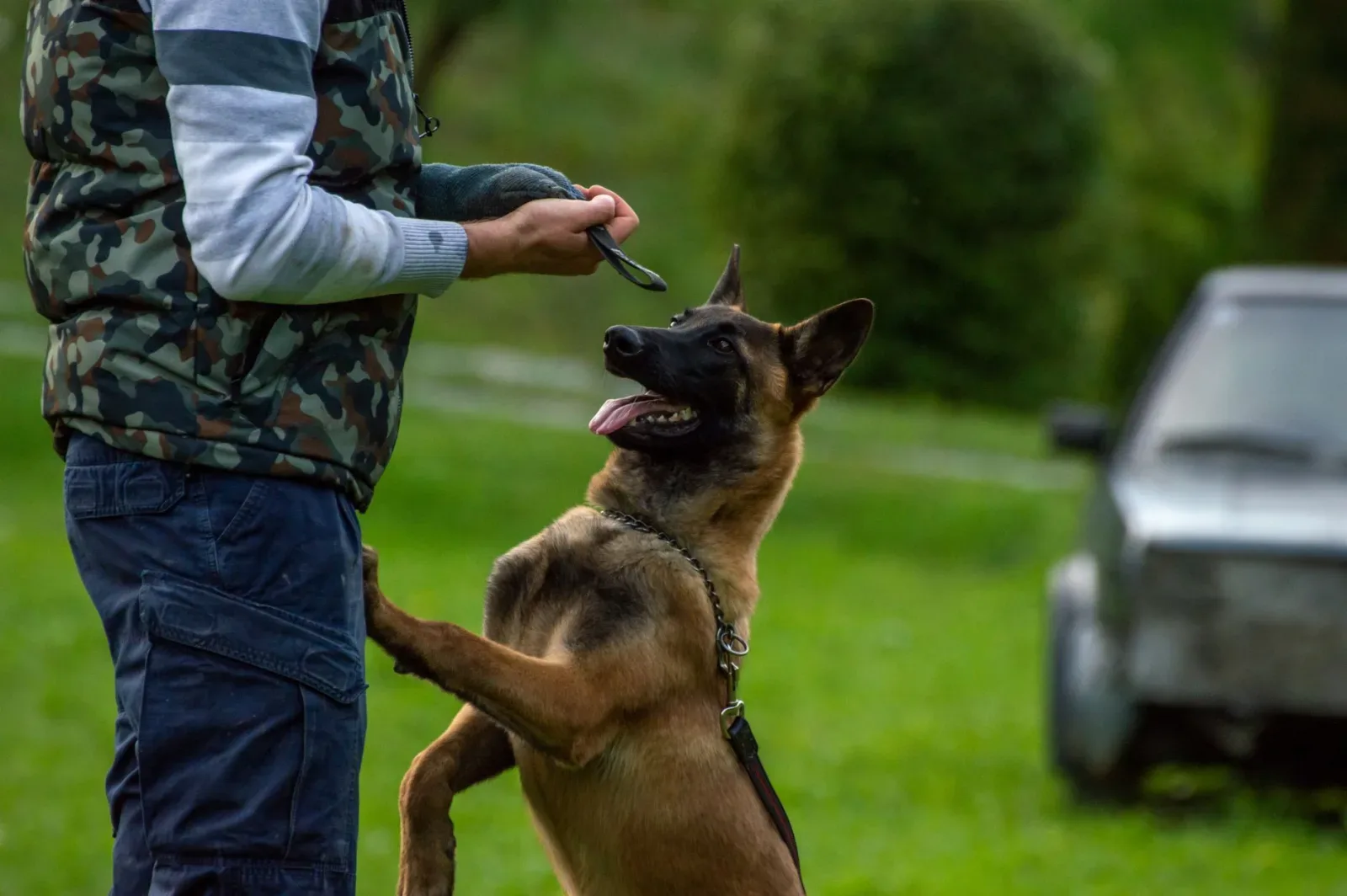 Belgian Malinois 8