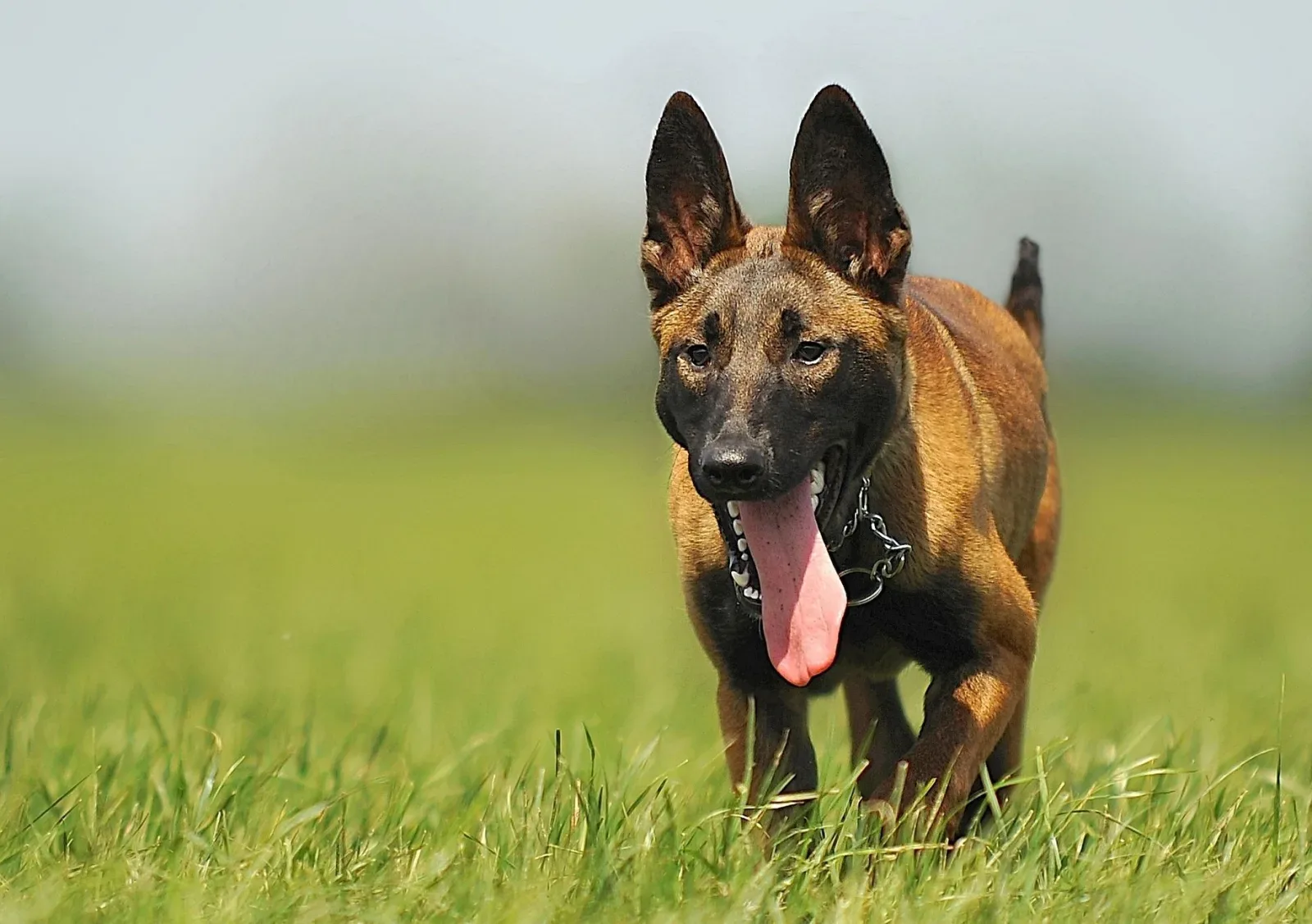 Belgian Malinois 9