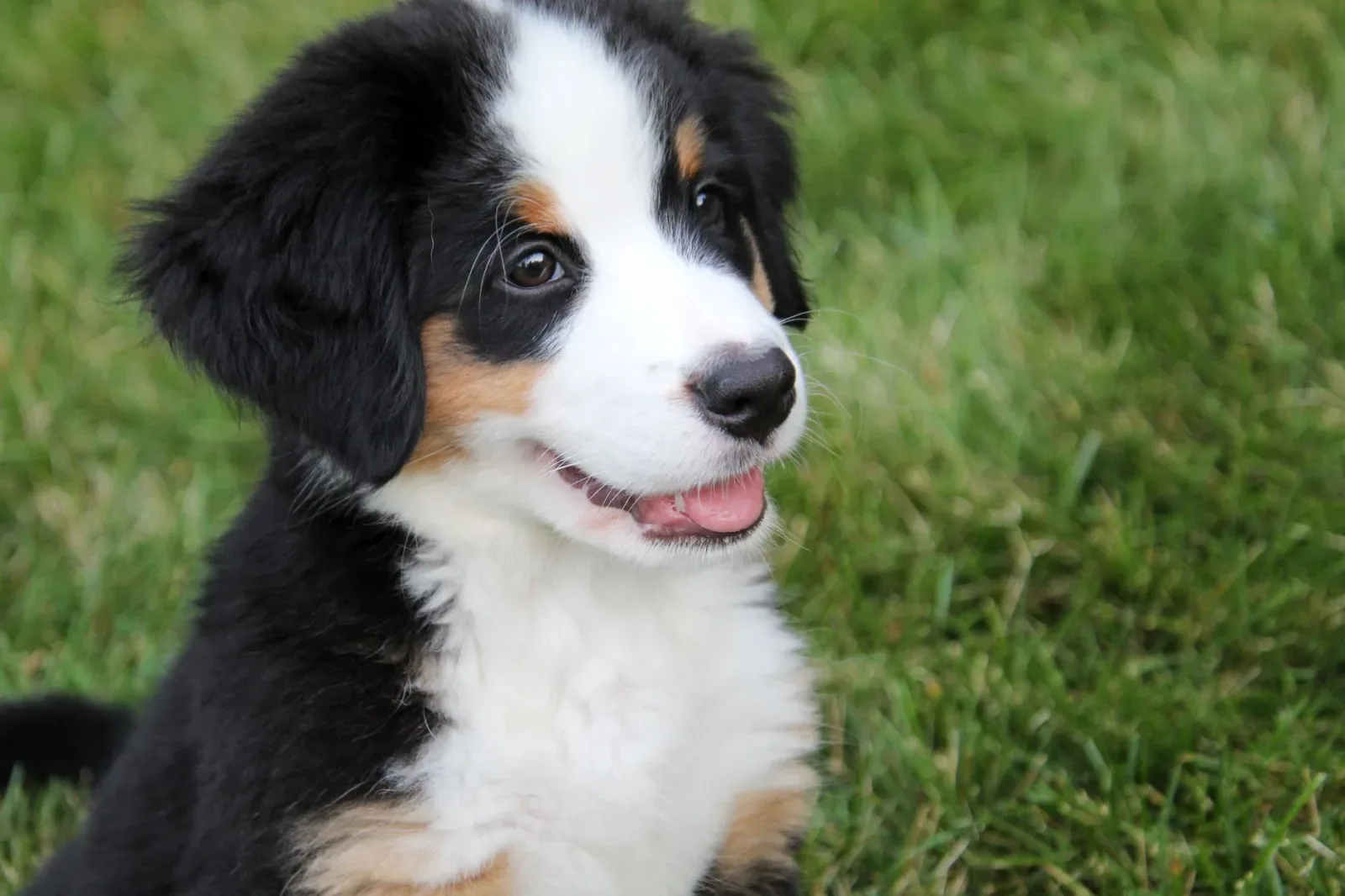 Bernese Mountain Dog 1