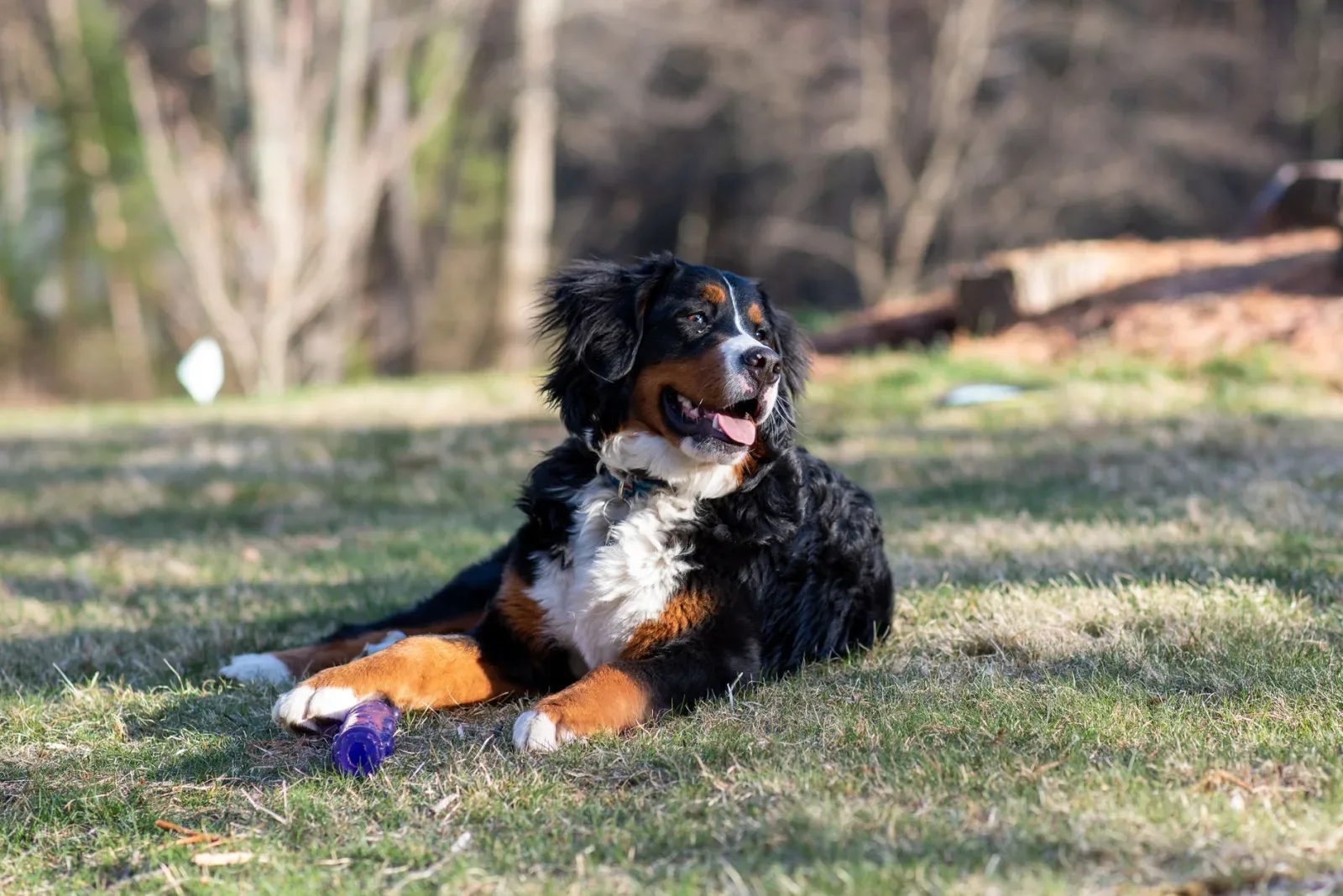 Bernese Mountain Dog 10