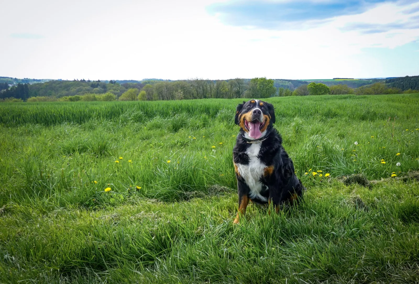 Bernese Mountain Dog 2