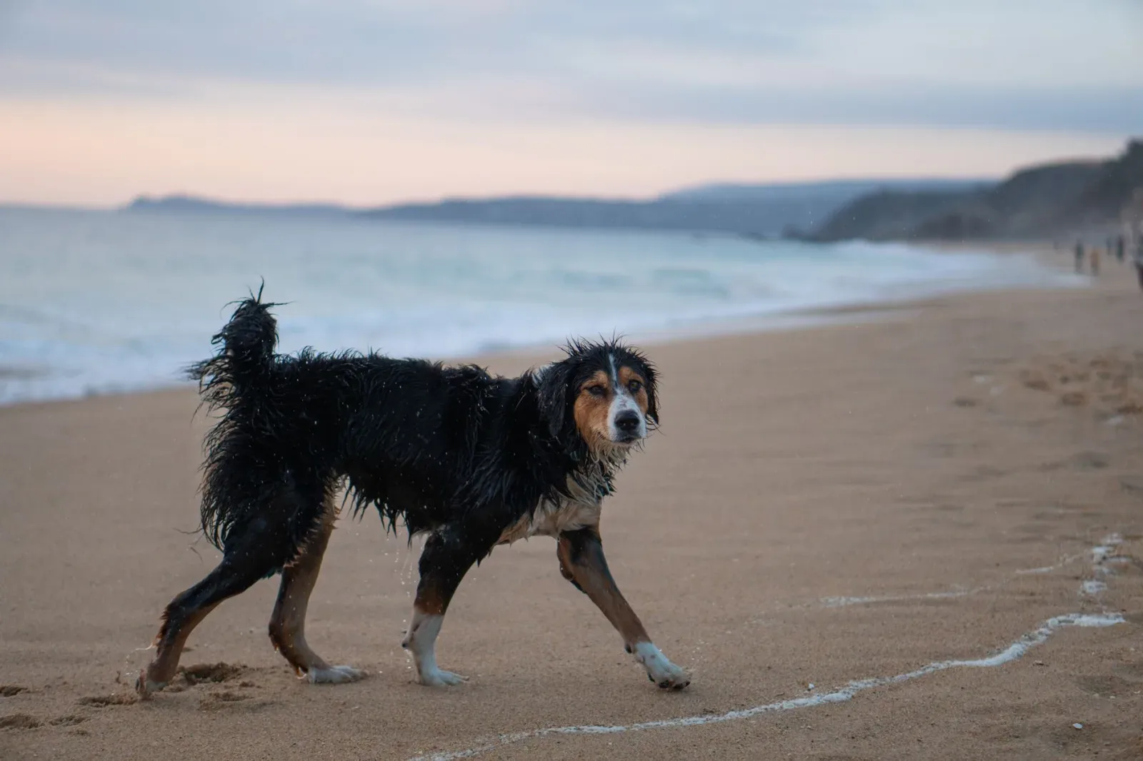Bernese Mountain Dog 3