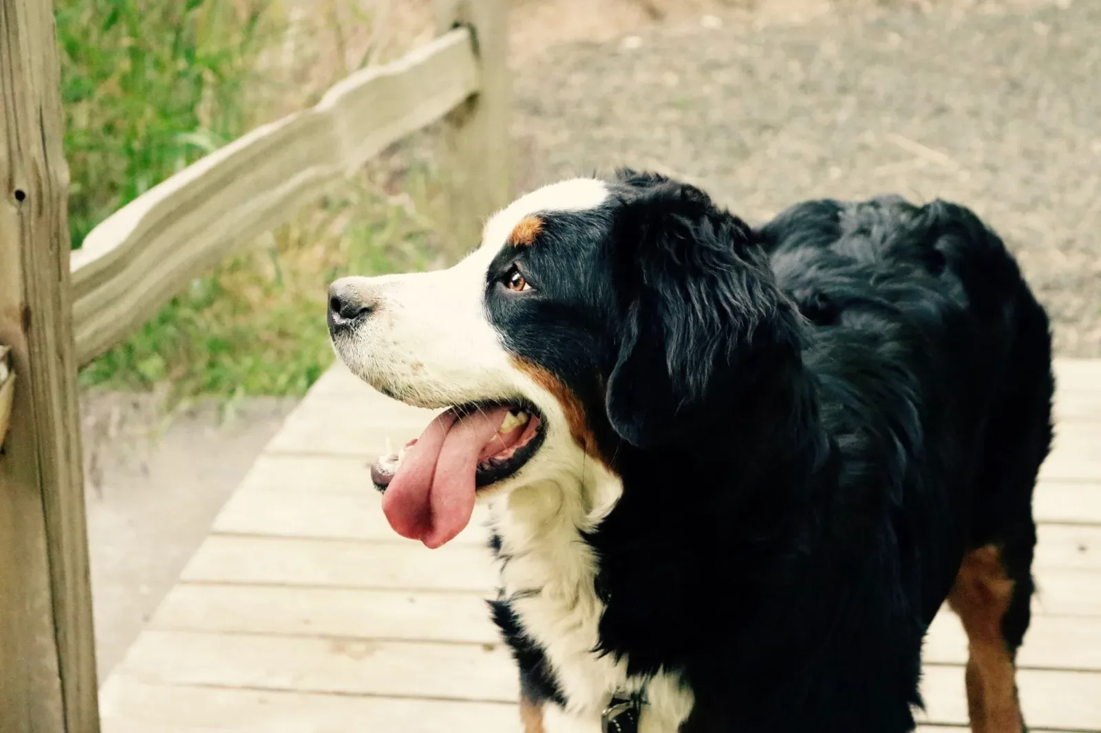 Bernese Mountain Dog 5