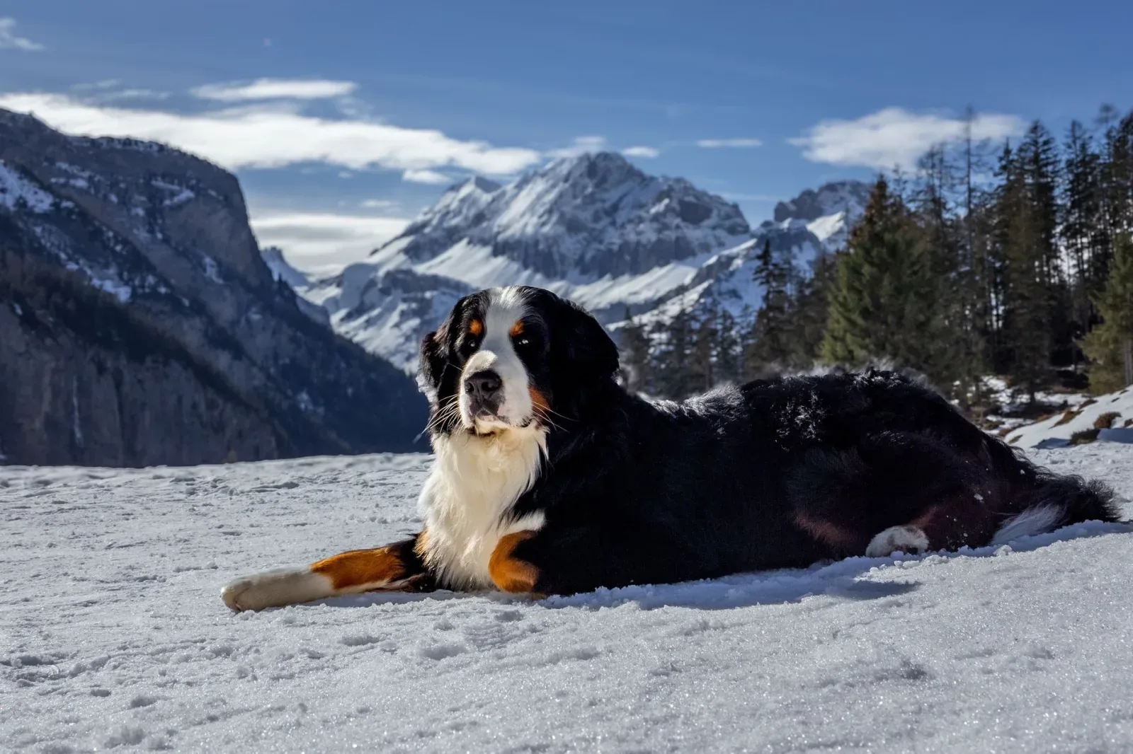 Bernese Mountain Dog 6
