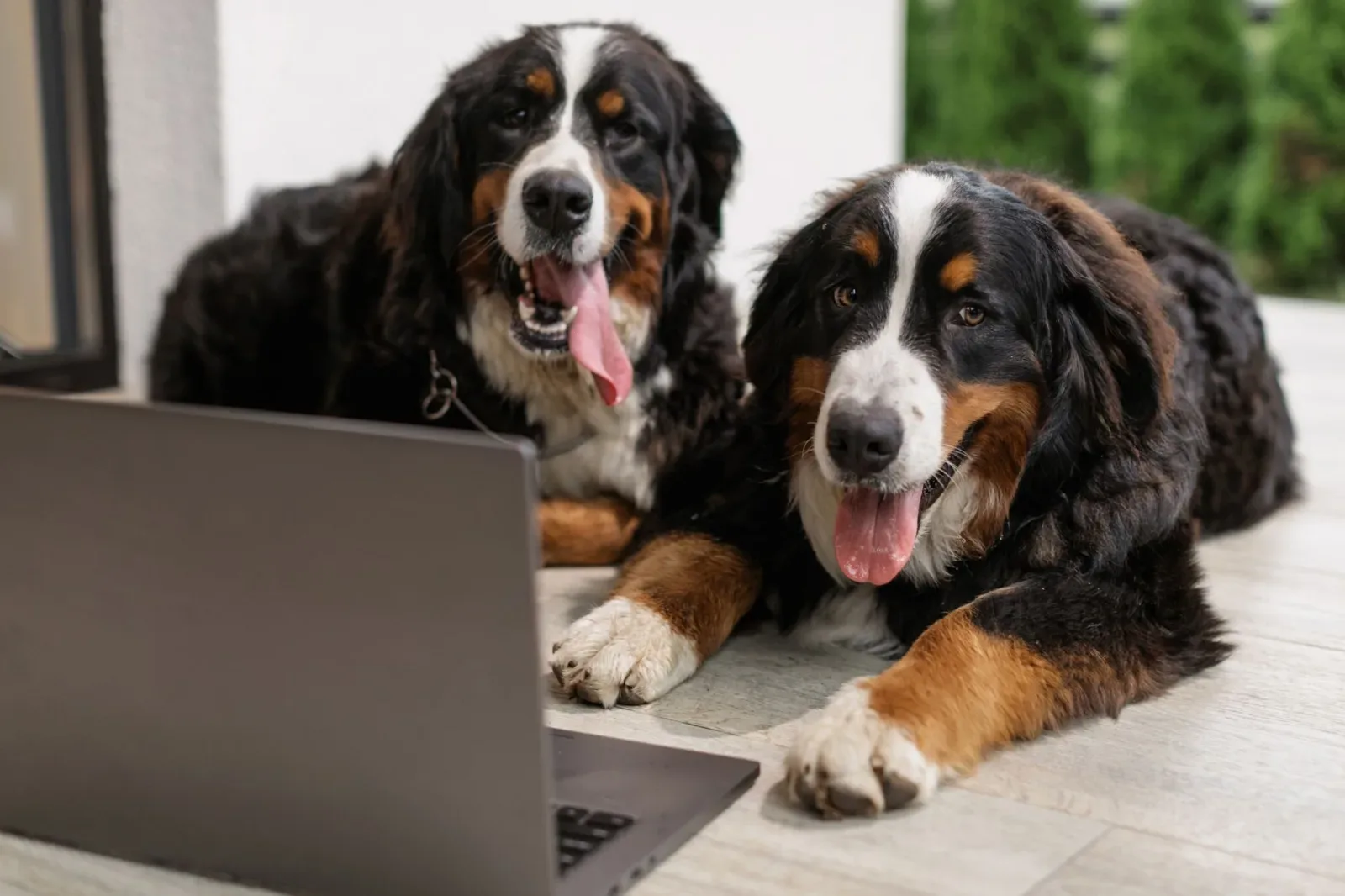 Bernese Mountain Dog 7