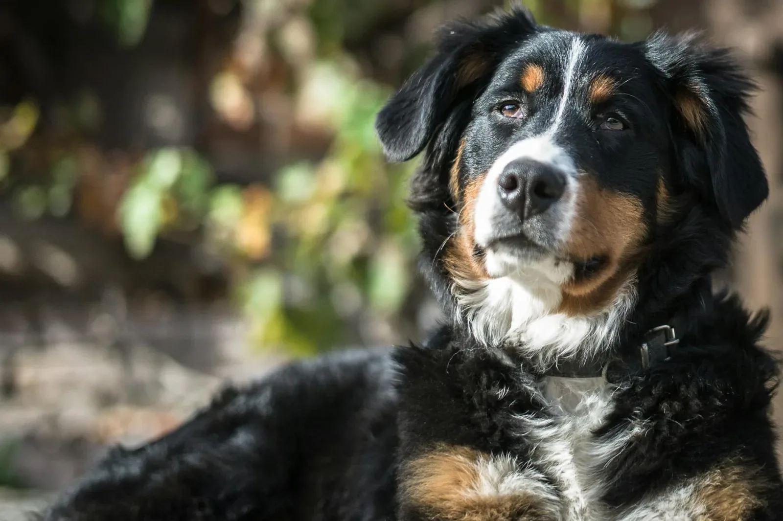 Bernese Mountain Dog 8