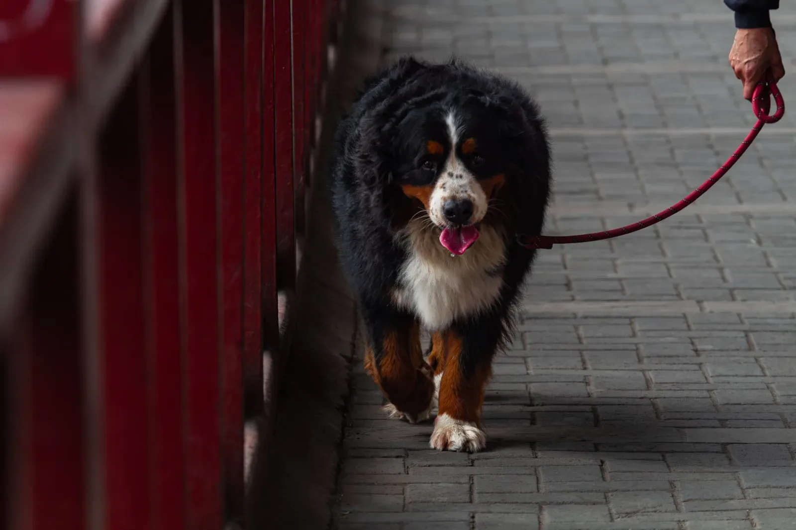 Bernese Mountain Dog 9