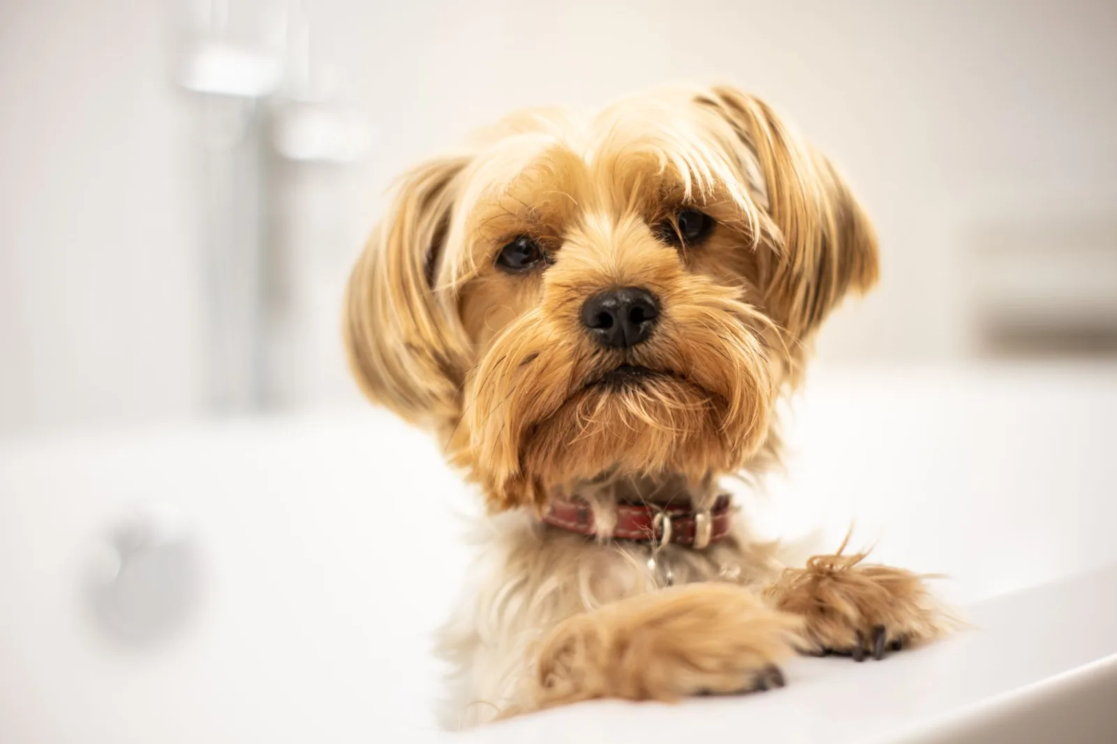 How to Bathe Your Dog Without the Drama