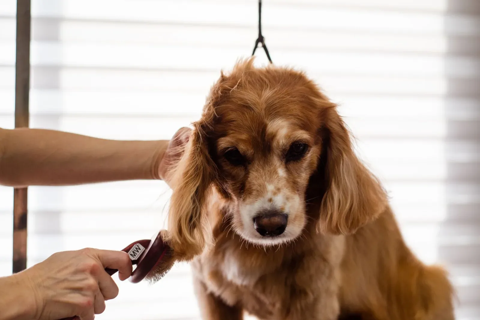 Brushing Basics: Coats, Combs, and Cadence
