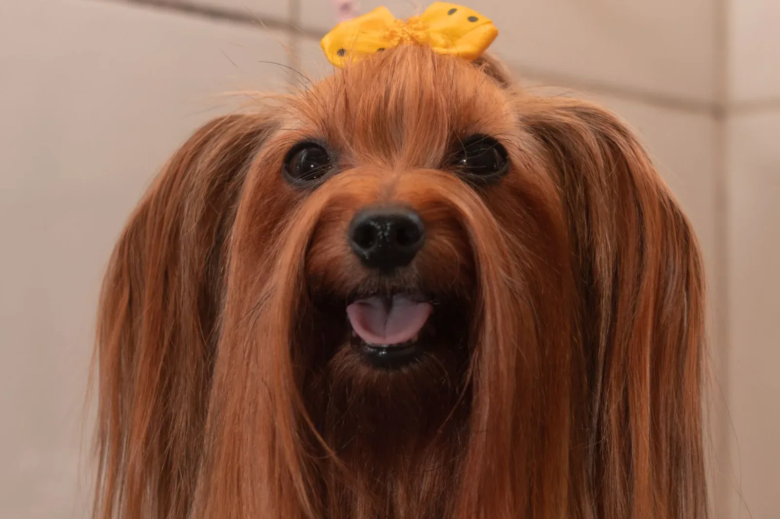 Daily Care Checklist for Long-Coated Breeds