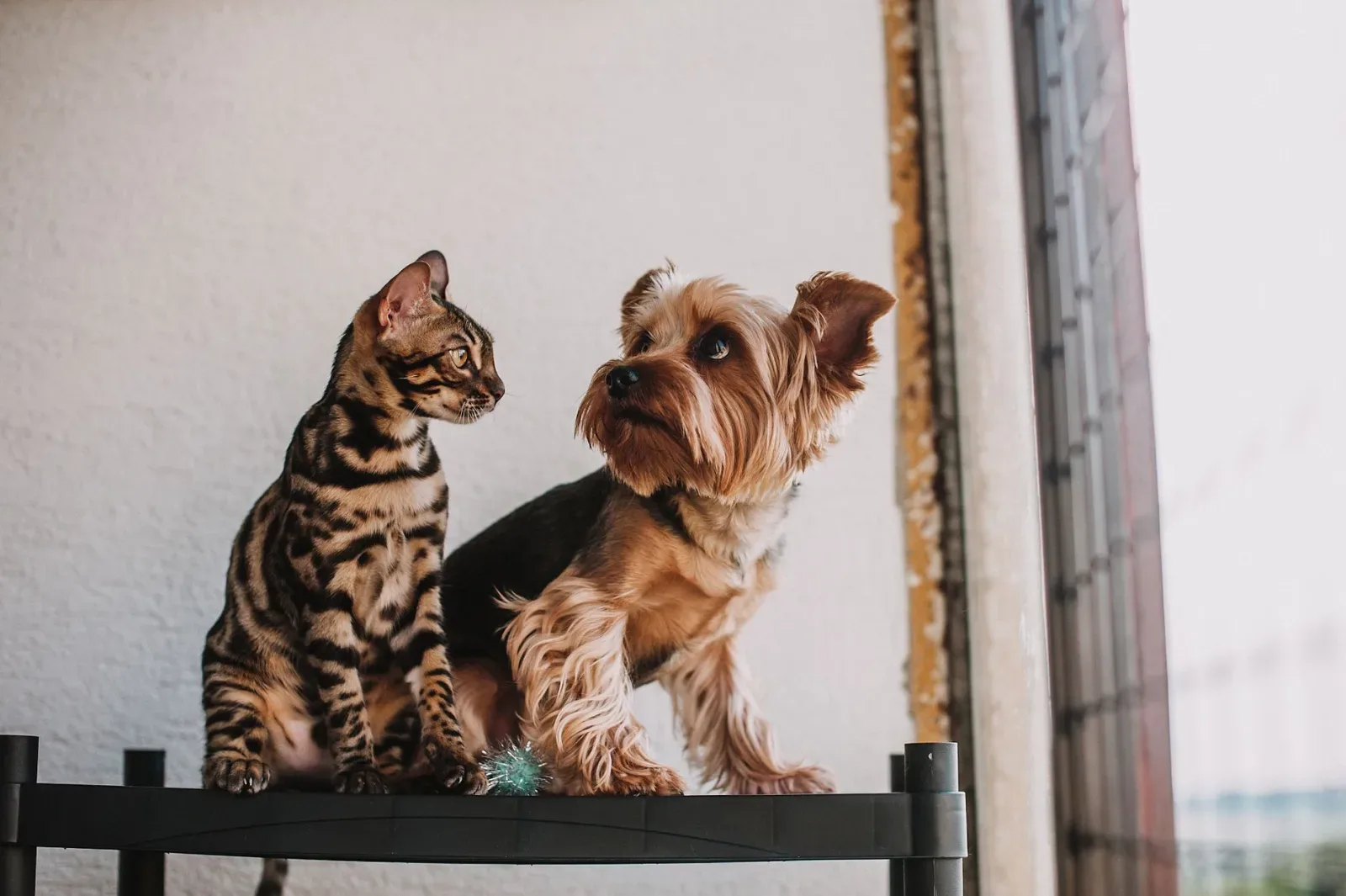 Introducing Pets to Each Other Without the Drama