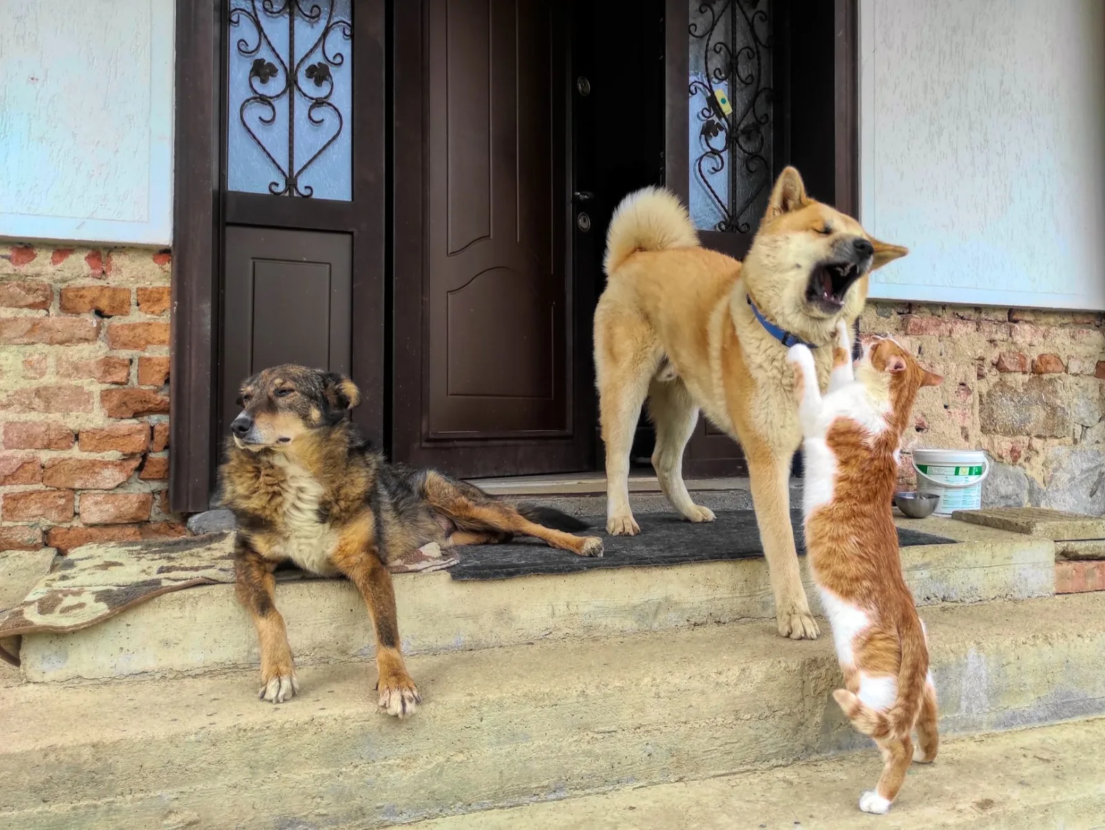 Living With a Cat and Dog Under One Roof