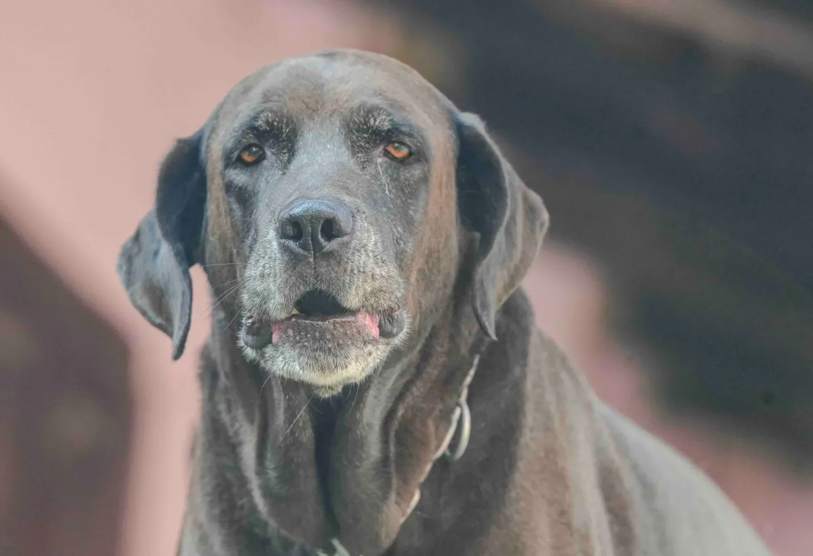 Caring for a Senior Dog: Adjustments for Age 7 and Beyond