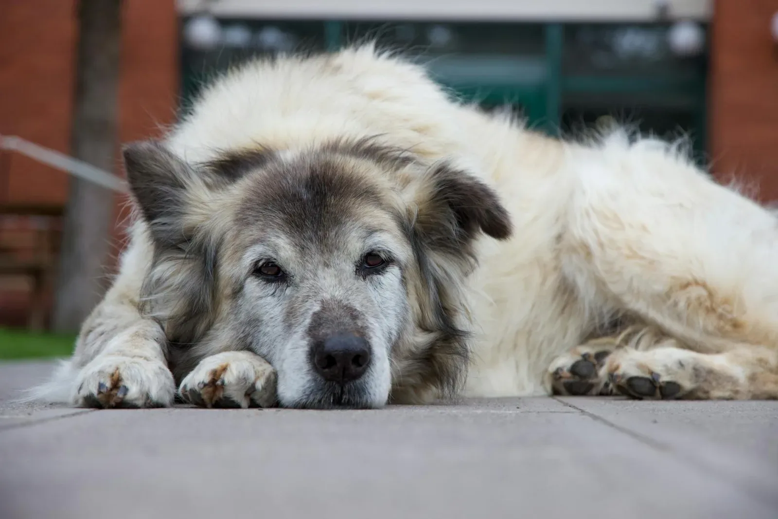 Canine Cognitive Dysfunction: Spotting "Doggy Dementia"
