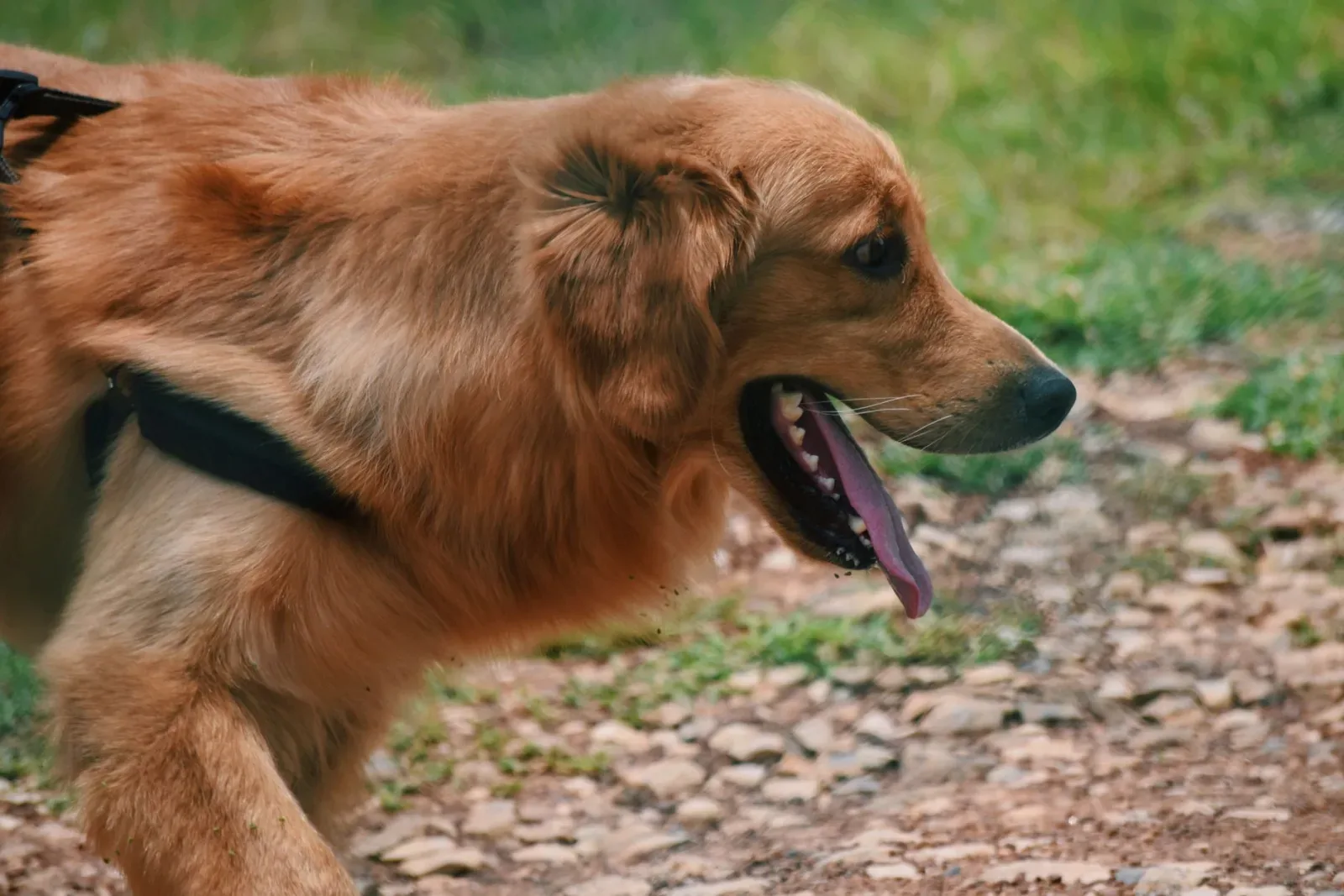Mobility for Ageing Pets: Ramps, Harnesses, and Joint Support That Actually Help