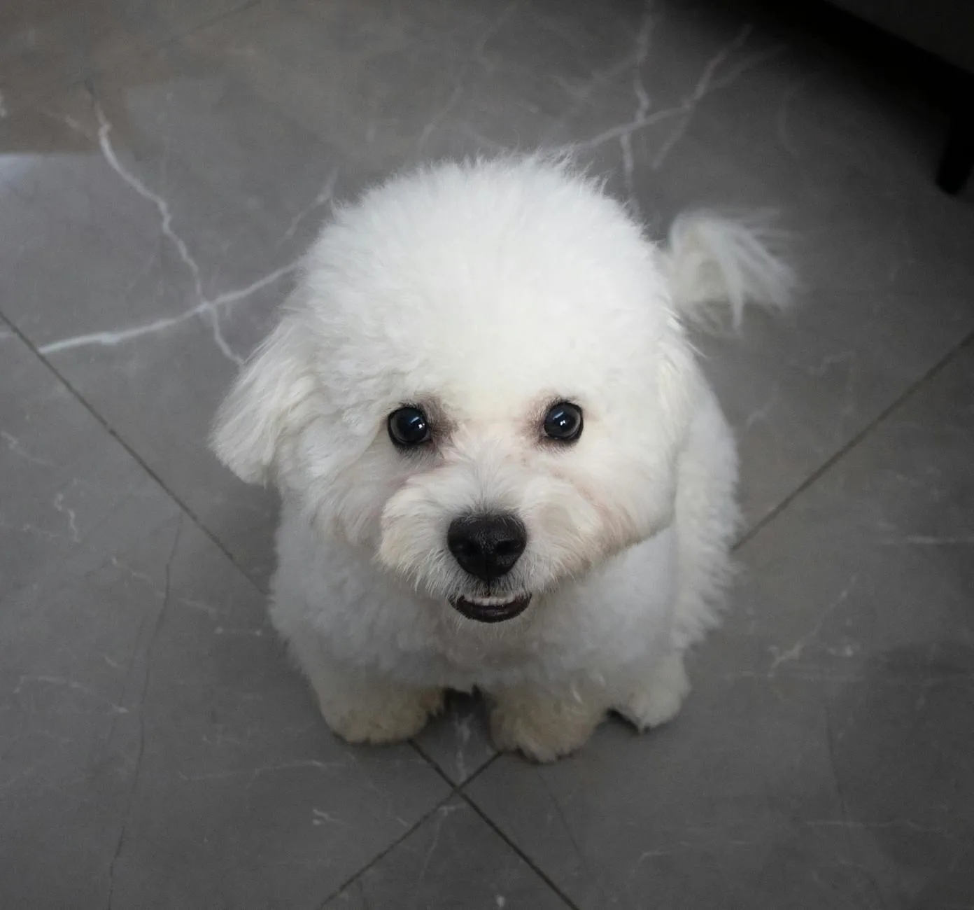 Bichon Frise 1
