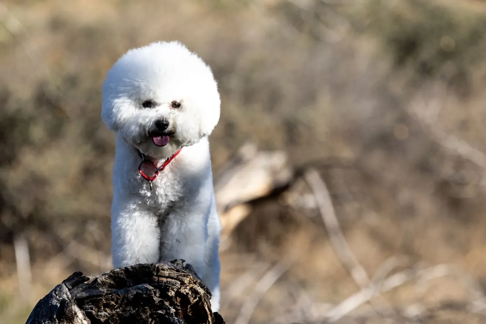 Bichon Frise 10