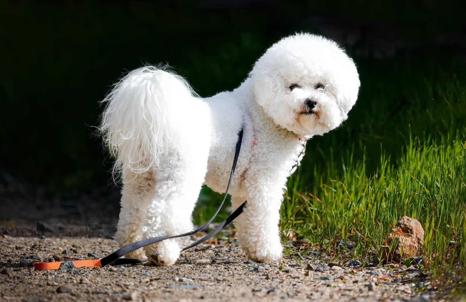 Bichon Frise 2
