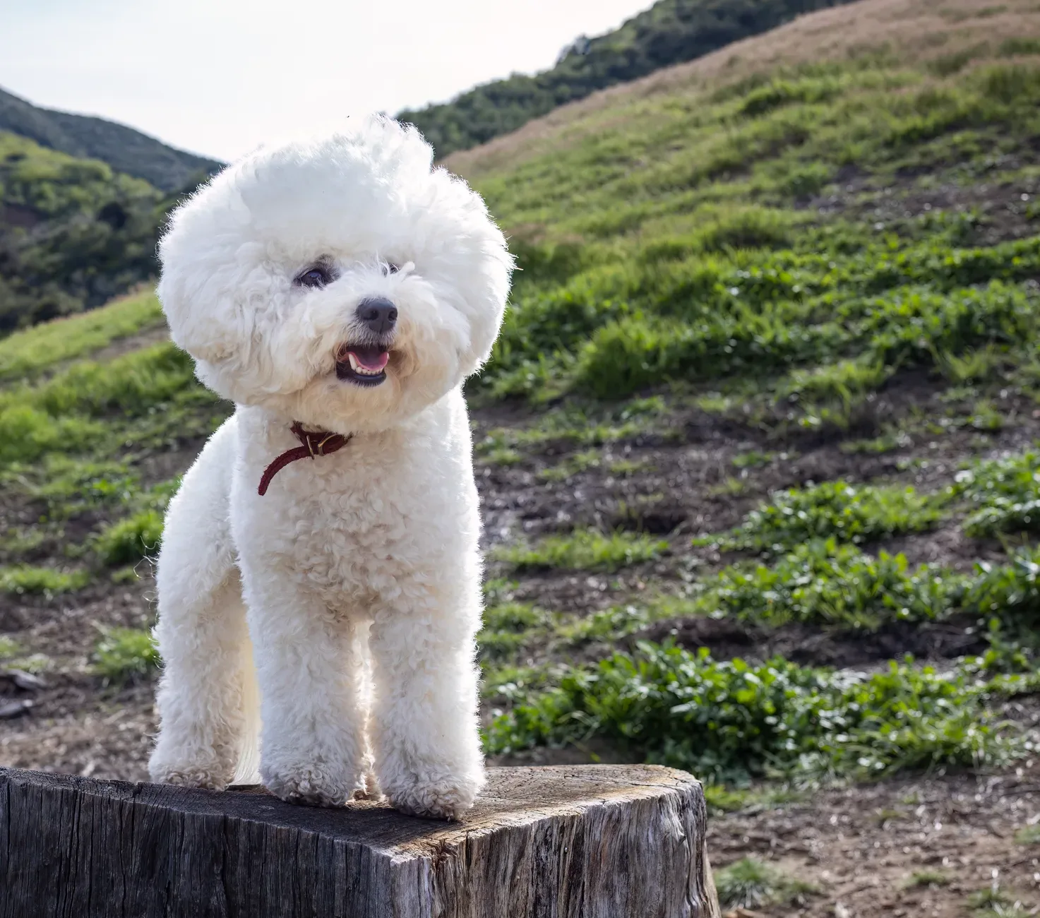 Bichon Frise 3