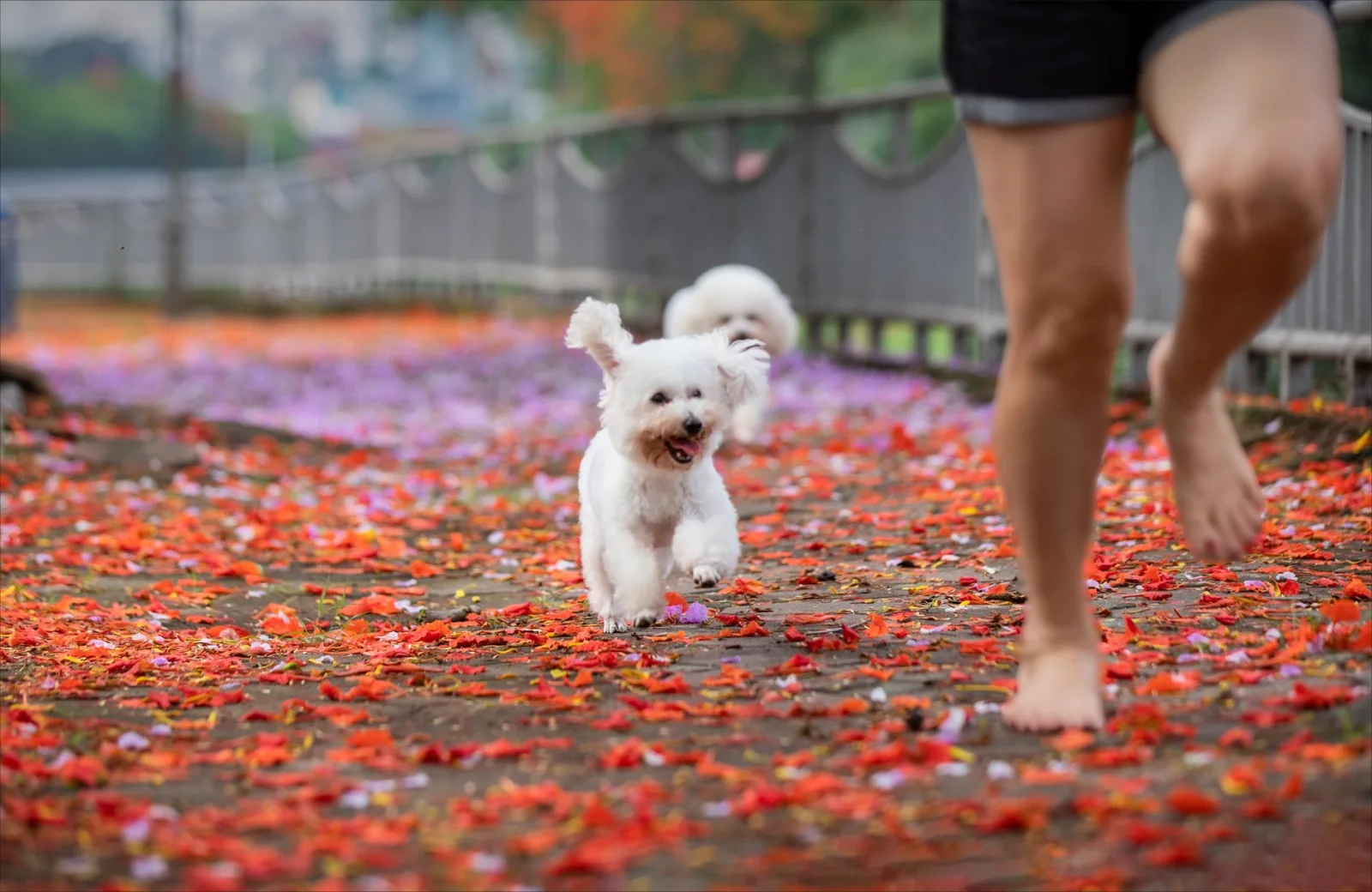Bichon Frise 4