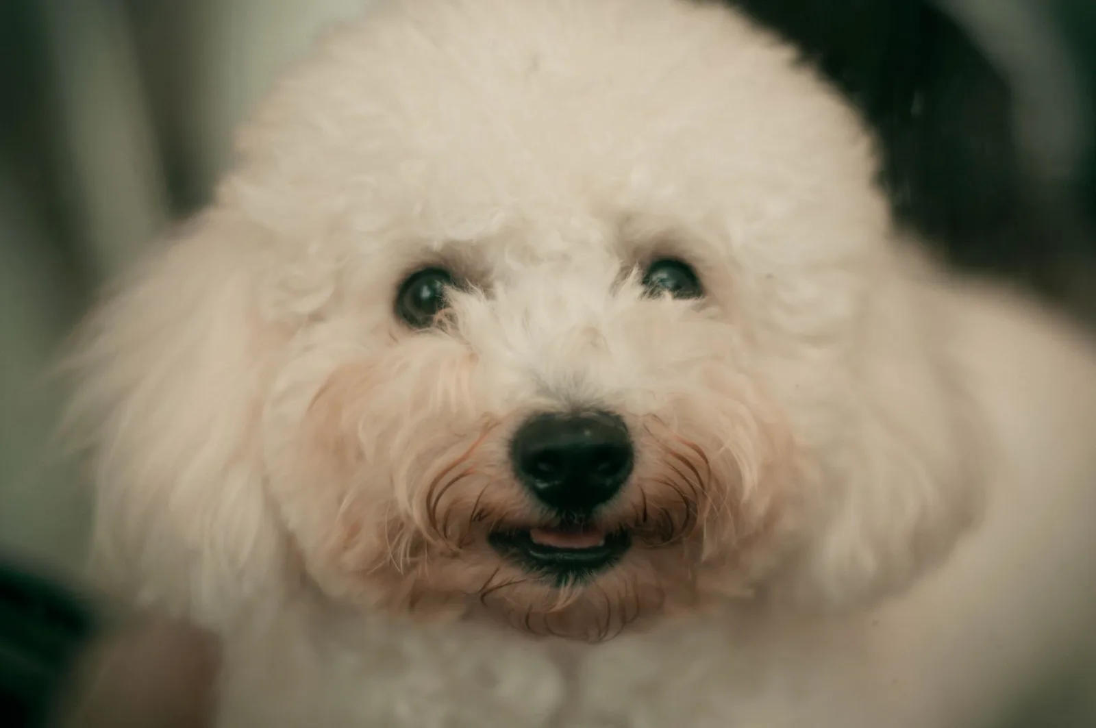 Bichon Frise 5