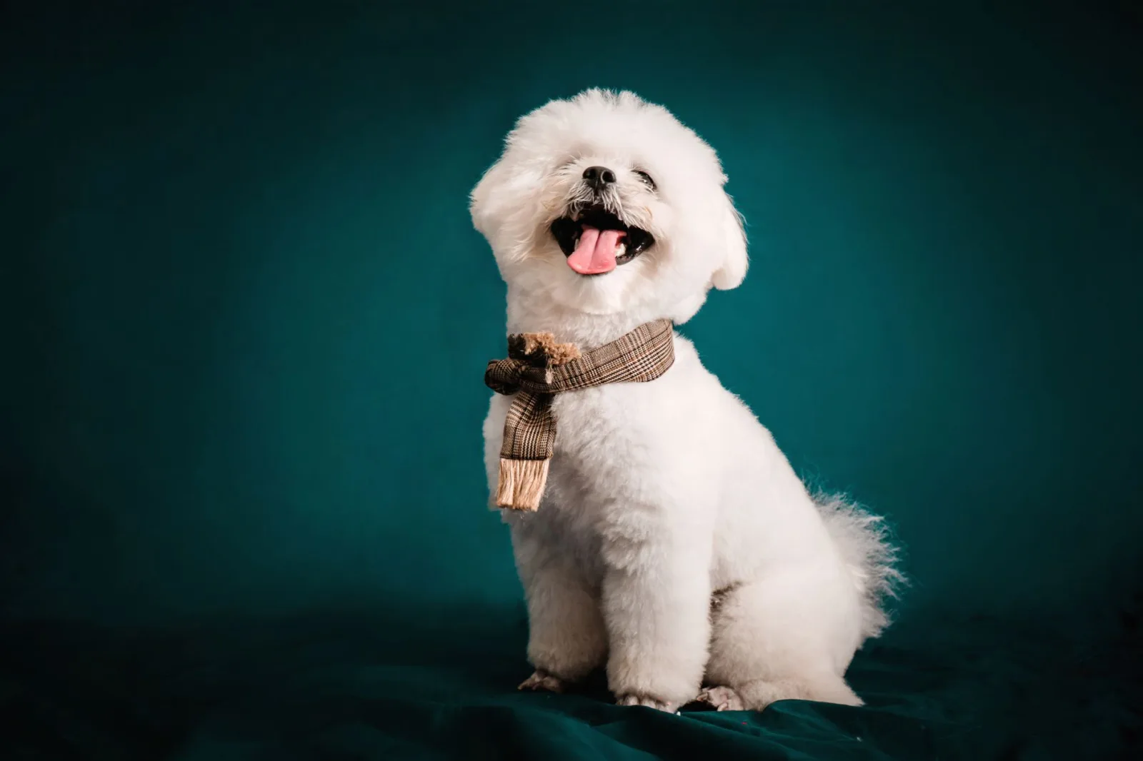 Bichon Frise 6
