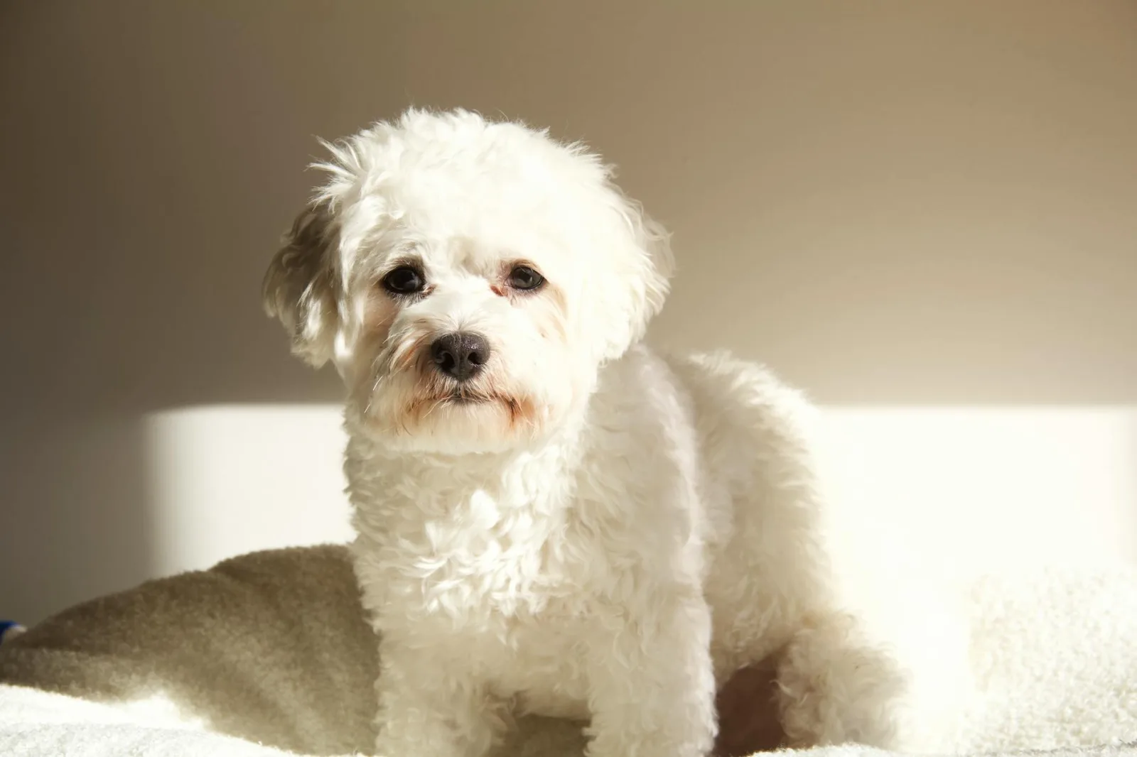 Bichon Frise 7