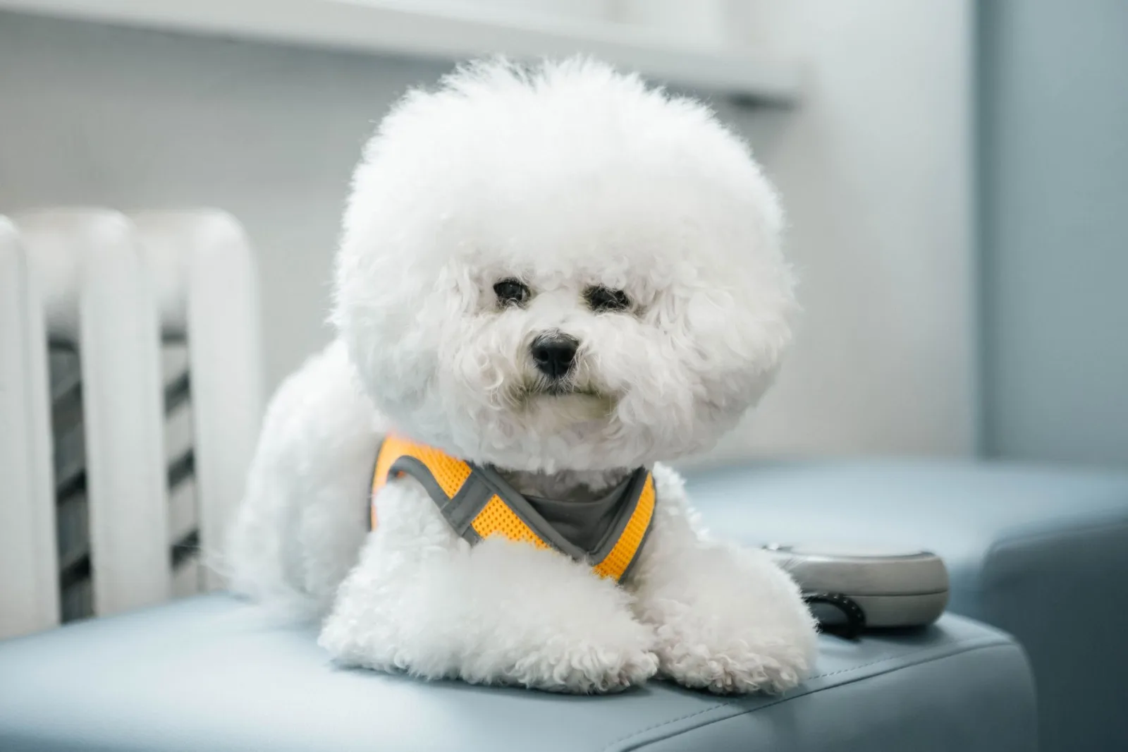 Bichon Frise 8